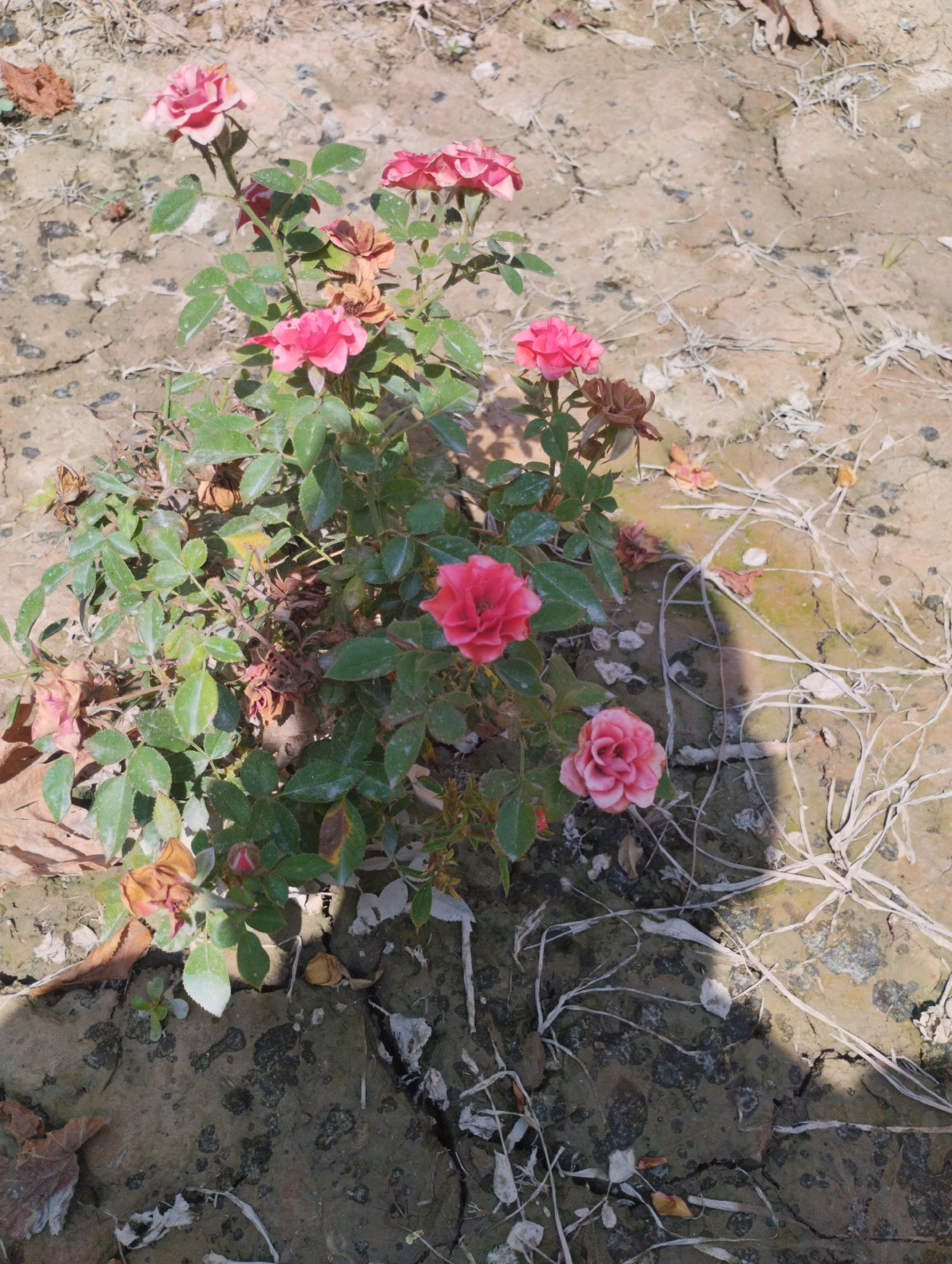 A close-up, high-angle shot captures a rose bush with several pink and red roses in various stages of bloom. The bush is planted in dry, cracked earth, typical of the arid climate found in Yangibazar, Uzbekistan. Dried leaves and thin, white, dead branches are scattered around the base of the plant, indicating a dry and possibly harsh environment. The lighting suggests it is daytime, with dappled shadows on the ground. The rose bush appears to be the sole focus of the image, with no people or other significant objects present. The overall scene depicts a small, resilient patch of life in an otherwise parched landscape.