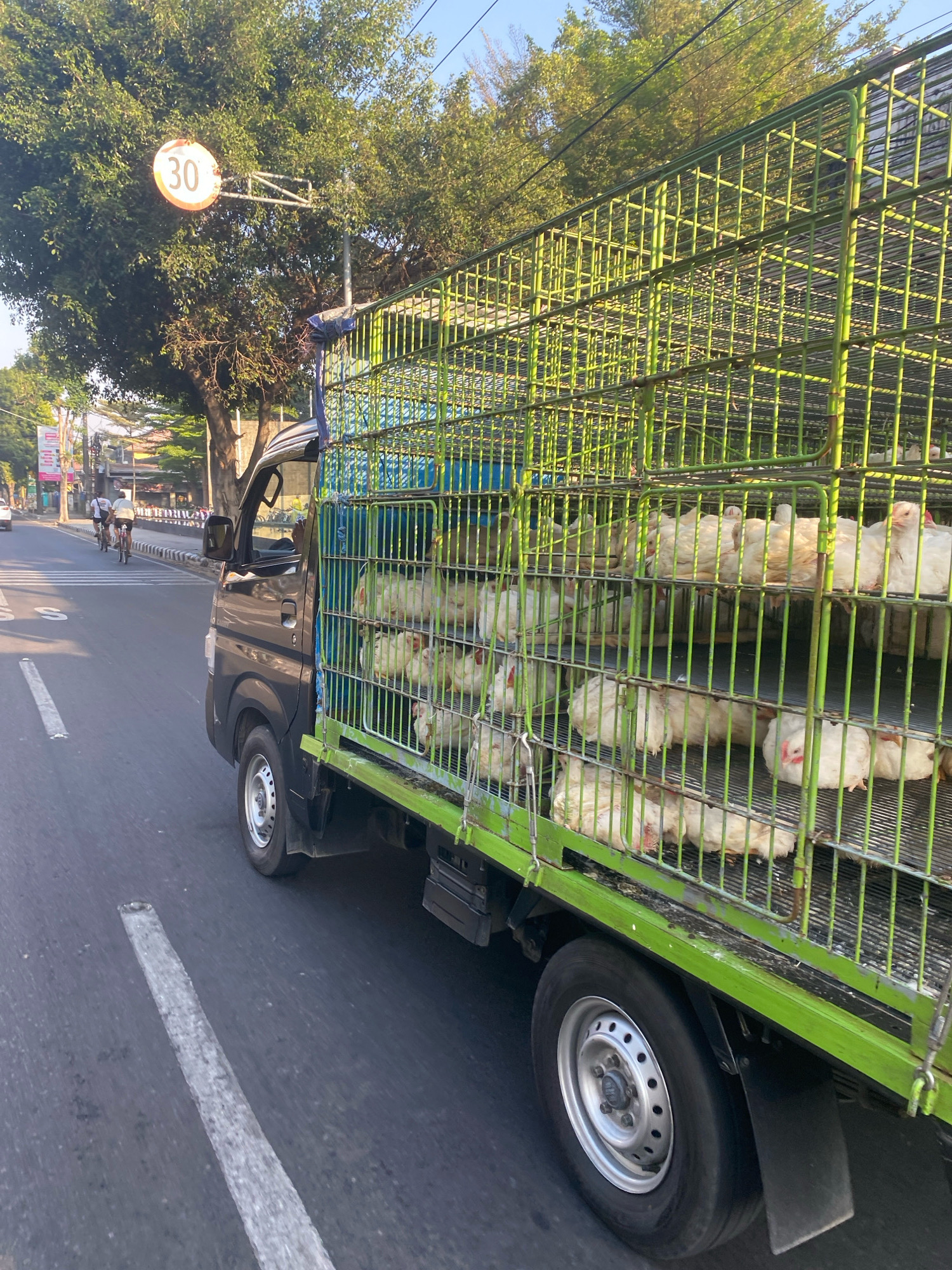 A black truck transports a cage filled with live chickens down a paved city street in Kediri City, Indonesia. The truck is positioned in the right lane of a two-lane road with a white lane marker. In the background, trees line the street, and a speed limit sign indicating "30" is visible on a metal pole. Two individuals are seen cycling on the left side of the road, and a building facade is visible behind them. The truck's cage is made of green metal bars and is filled with multiple tiers of white chickens. The scene appears to be illuminated by the warm light of either early morning or late afternoon sun.