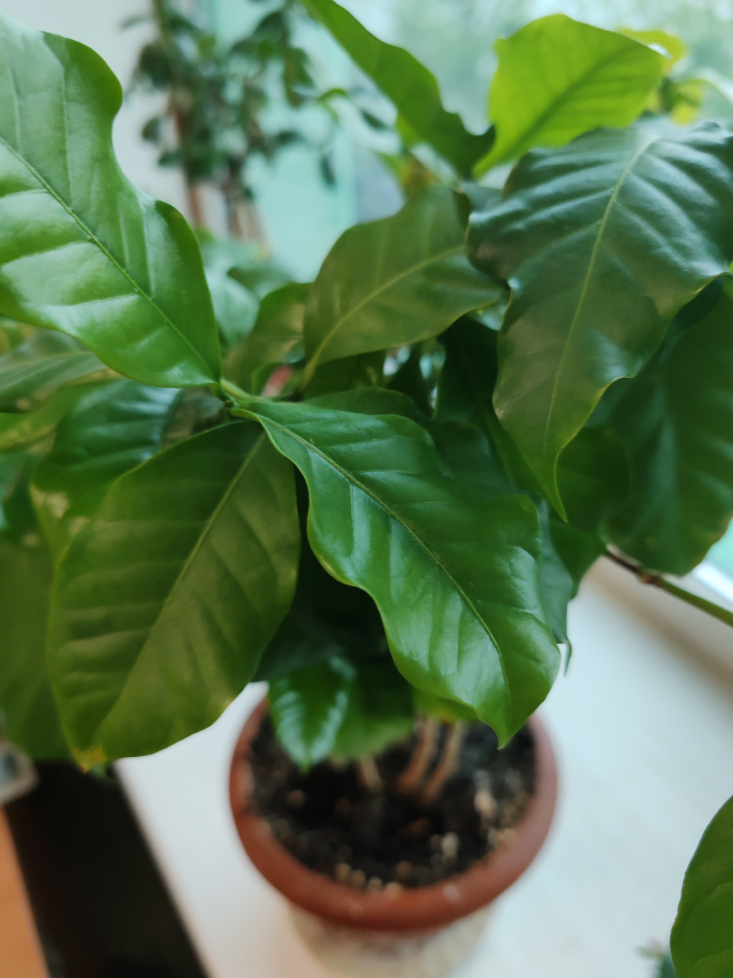 The image is a close-up, eye-level shot of a healthy, potted coffee plant with glossy, dark green leaves. The plant is in focus, occupying the majority of the frame, with its leaves creating a dense canopy. The pot, made of terracotta, is visible at the bottom center, filled with dark soil and some visible roots or debris. The background is softly blurred, suggesting an indoor environment with natural light coming from a window on the right side of the image. Hints of other green foliage and a pale green wall are discernible in the out-of-focus background. The overall impression is one of a well-cared-for houseplant. The scene is set in an unknown urban location.