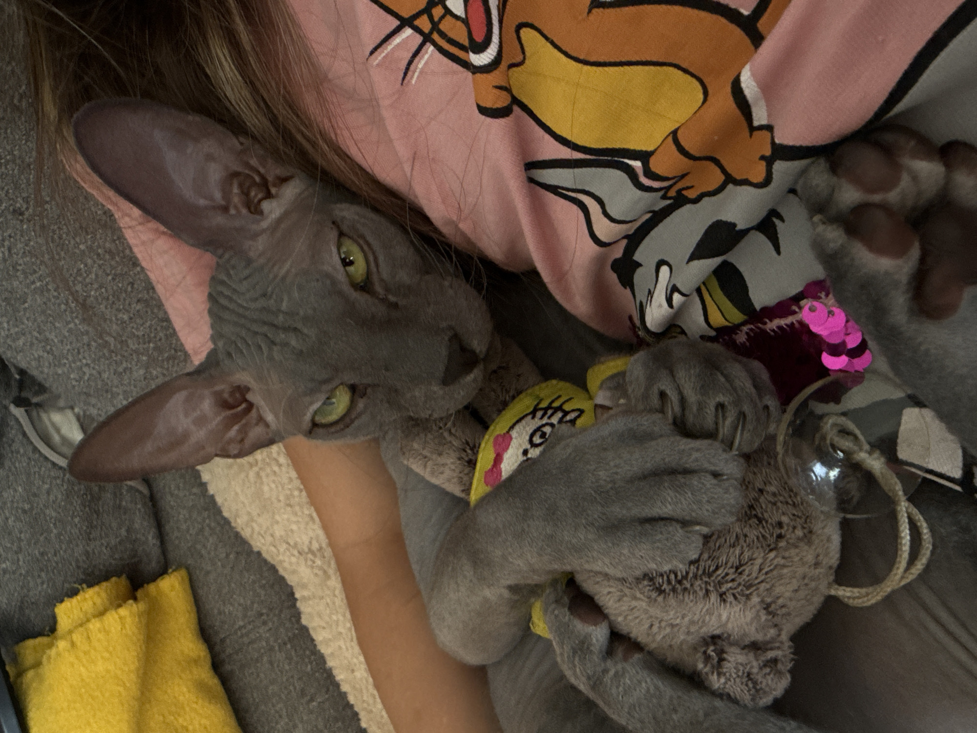 A grey Sphynx cat is nestled on a person wearing a pink and yellow cartoon-printed shirt. The cat is hugging a grey, furry toy adorned with a yellow tag and pink sequins. The person is resting on a grey surface, possibly a sofa, with a yellow cloth visible. There are no identifiable features indicating a specific location in Votkinsk, Russia. The scene appears to be indoors.