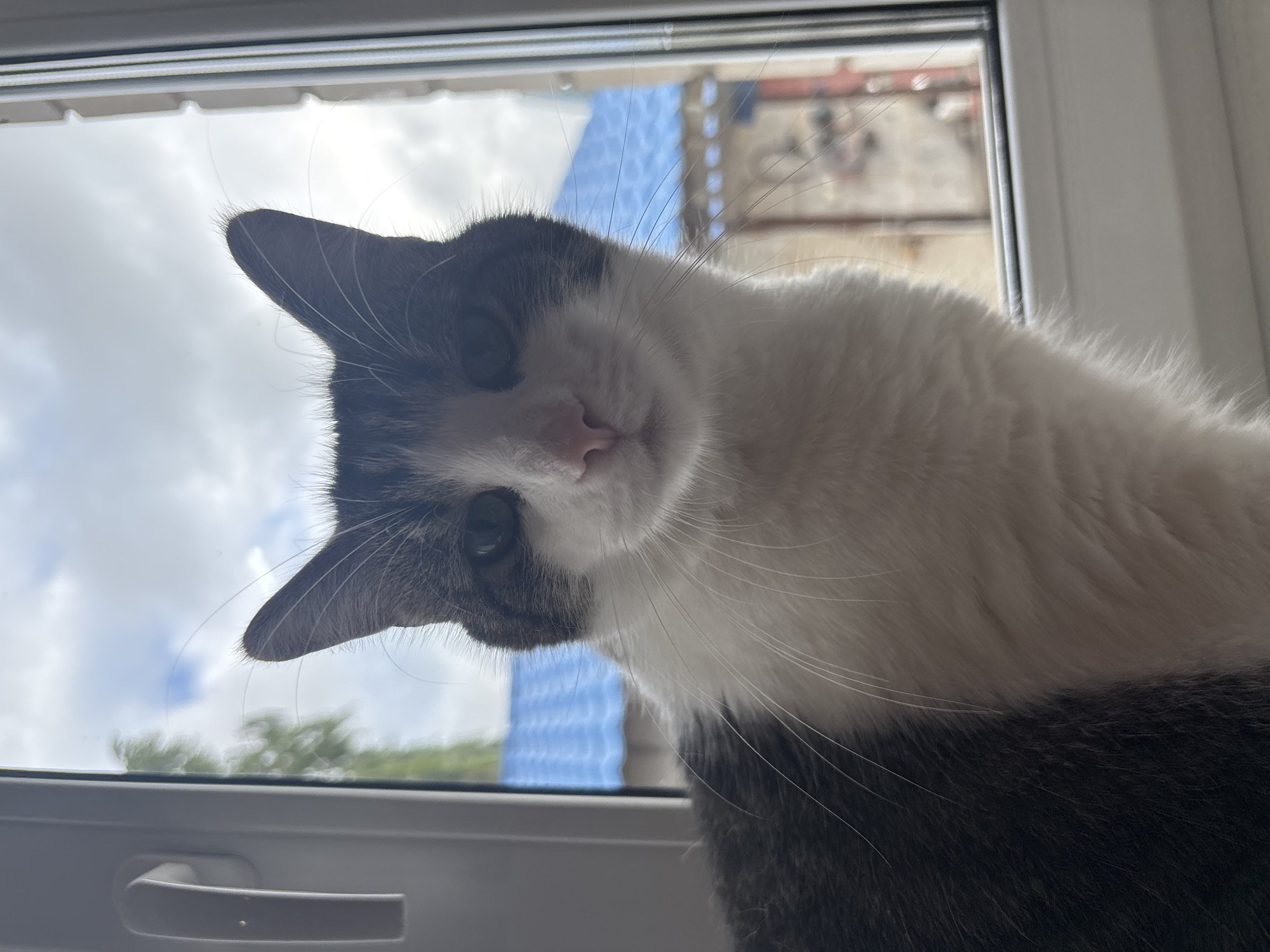 A close-up, eye-level shot features a domestic cat positioned in front of a window. The cat has a white chest and face with dark grey markings on its ears and head. Its eyes are open and looking directly at the camera. Through the window, a bright blue roof and building structure are visible, along with trees and a cloudy sky. The window frame, a light grey handle, and a white windowsill are also present in the scene. The image was taken in Kapyĺ, Belarus.