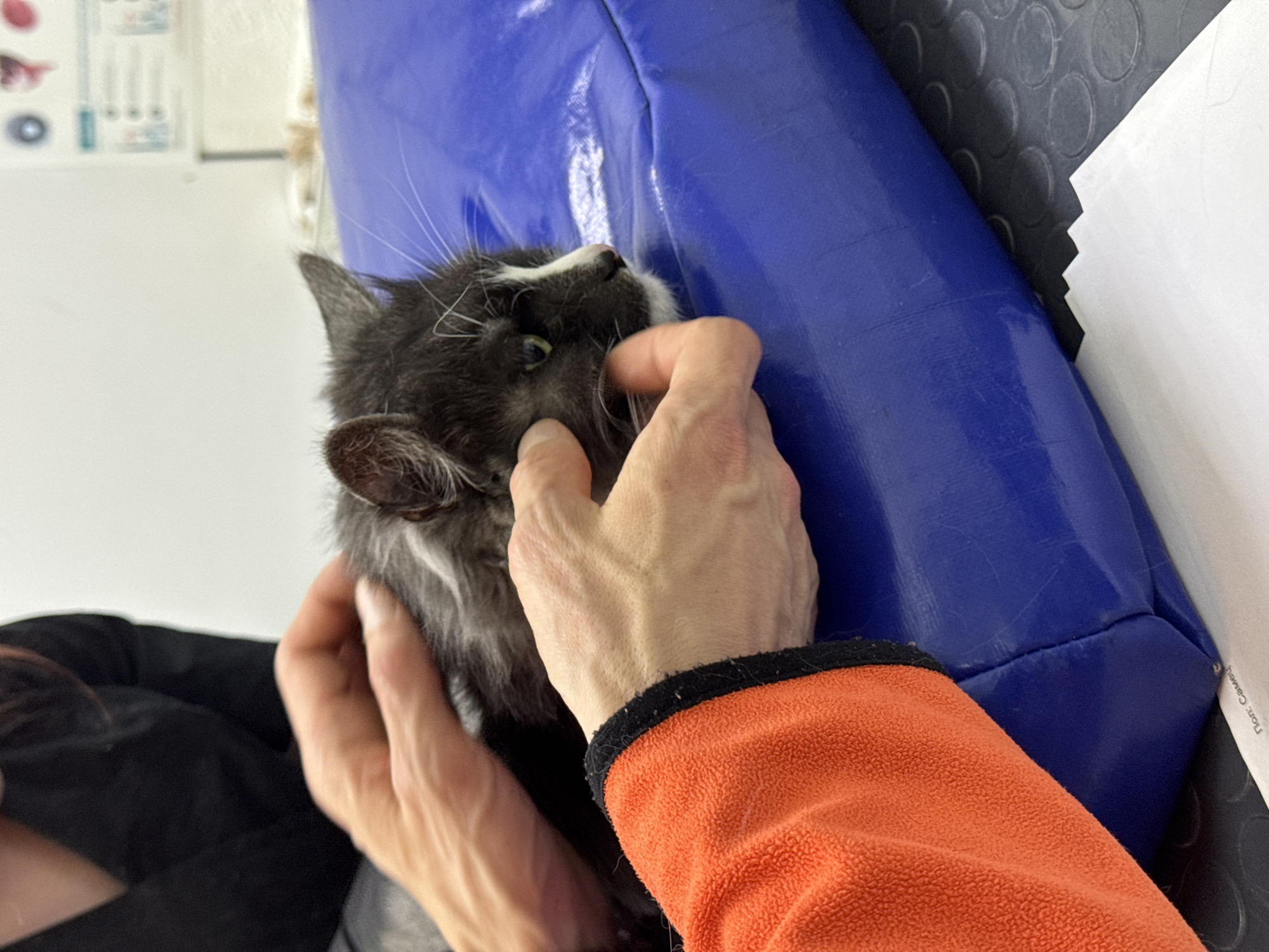 A person wearing an orange fleece jacket is holding a gray and white cat. The person's right hand is gently opening the cat's mouth. A blue vinyl cushion is in the background. The location is Izhevsk, Russia.