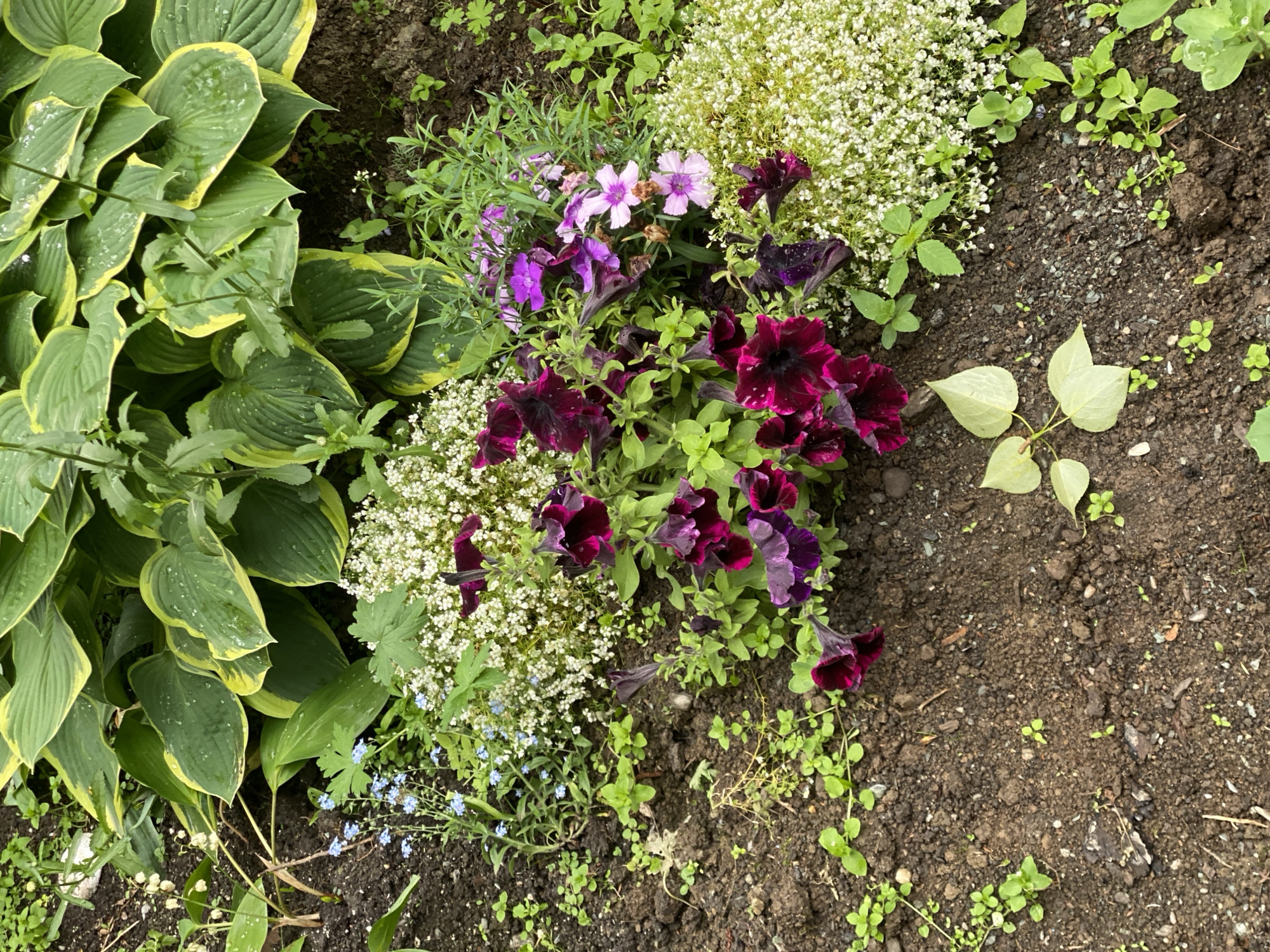 The image depicts a close-up, overhead view of a garden bed in Yuzhno-Sakhalinsk, Russia. The garden features a variety of plants including large, variegated hosta leaves with green and yellow margins, clusters of small white flowers, deep purple petunias, and delicate pink dianthus flowers. Small blue forget-me-nots are also visible. The ground is dark, moist soil with scattered small green seedlings and some fallen leaves. The scene appears to be outdoors, in a naturalistic garden setting. There are no people or animals visible in the image.