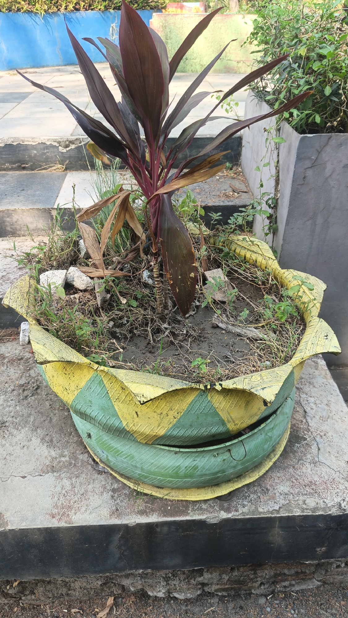 A potted plant with large, dark red leaves is situated in the foreground of the image. The planter is a modified tire, painted with alternating diagonal stripes of green and yellow. The plant is surrounded by loose soil, small stones, and some dried plant debris. The planter rests on a concrete surface, possibly a step or ledge, with a dark, worn edge below. In the background, there are concrete stairs, a blue wall, and other greenery, suggesting an outdoor urban environment. The overall scene depicts a casually maintained plant in a repurposed container, likely in a public or semi-public area in Jekulo, Indonesia.