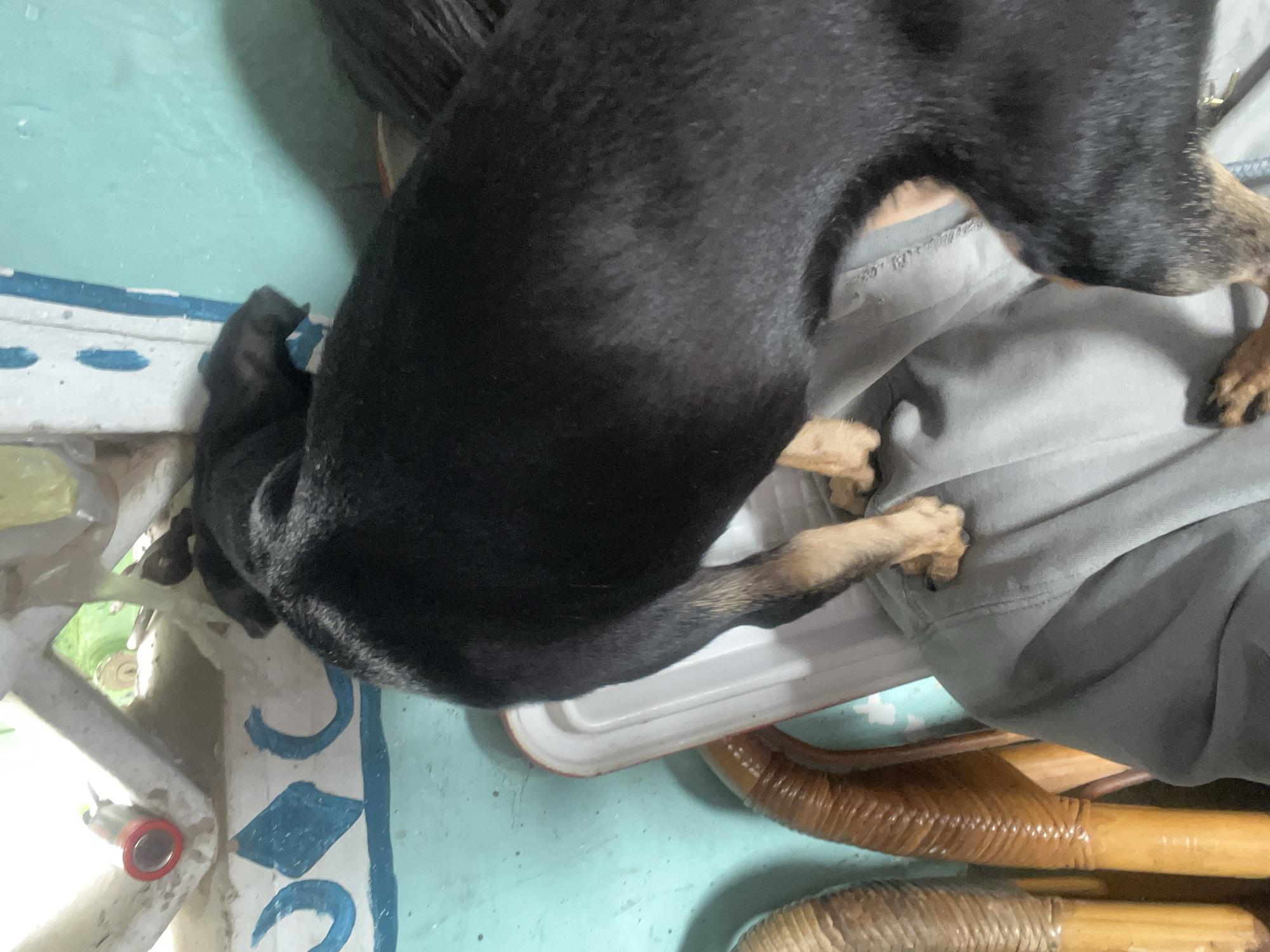 This is a close-up, high-angle shot of a black dog with tan markings on its legs, lying down. The dog's back is arched, and its head is down, possibly sniffing or resting. It is positioned on top of some light gray fabric, which appears to be clothing or bedding. The dog's front paws are tucked underneath its body, while its hind legs are extended, resting on the fabric.
The background is a light blue, textured surface that appears to be a wall or floor with some painted decorations, including blue curved and rectangular shapes. To the left of the dog, a white object with blue accents is visible, possibly part of a piece of furniture or a decorative element. A red and silver object, possibly a cap or a knob, is attached to this white object. The bottom of the image shows parts of woven wooden furniture, likely chairs or a table, in warm brown tones.
The lighting suggests it might be daytime, as there is ample light. The overall mood is relaxed and domestic. The image is taken from a close perspective, focusing on the dog and its immediate surroundings. No people are visible, and no text is present in the image. The context provided indicates the location as Juan Griego, Venezuela.