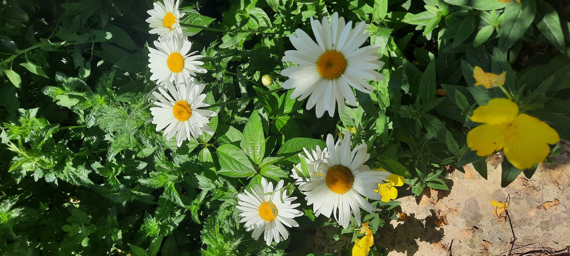 This is a vertical, close-up, outdoor photograph of daisies and yellow flowers amidst lush green foliage. The scene appears to be a garden or a naturalistic planting. Several white daisies with yellow centers are in focus, showcasing their delicate white petals. In the foreground, a bright yellow flower with four petals is prominently displayed, slightly out of focus. Other yellow flowers, some appearing as buds, are scattered throughout the frame. The background is filled with various shades of green leaves and stems, suggesting a dense planting. The ground visible in the lower left is a textured, light brown surface, possibly soil or paving stones, with a few fallen, dried leaves. The lighting suggests it is daytime, with shadows cast by the foliage and flowers, indicating sunlight is present. There are no people or animals visible in the image. The photograph is taken from a slightly elevated viewpoint looking down into the flower bed. The overall impression is one of natural beauty and growth. The location in the city of Gudermes, Russia is not discernible from the visual information provided in the image.