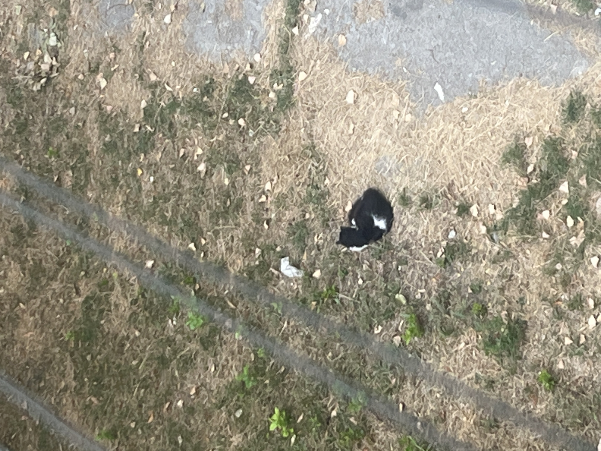 An overhead view of a black and white cat lying on dry grass with scattered leaves and a piece of white litter. The cat is curled up and appears to be sleeping. Two faint, parallel lines of darker soil or vegetation run diagonally across the scene. The ground is dry and somewhat sparse, with patches of green grass. The scene is likely an outdoor urban or suburban environment in Rybnitsa, Moldova.