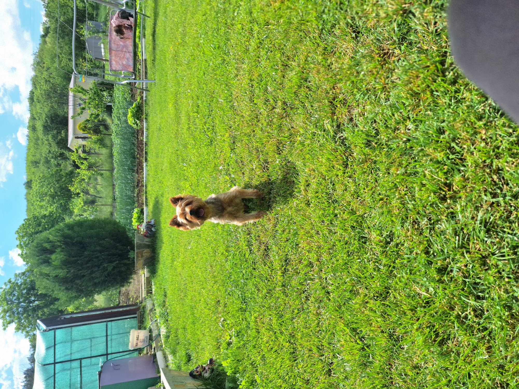 The image shows a small brown dog standing on a lawn in a garden. The dog is facing the camera with its mouth open. In the background, there is a house, a small greenhouse, and trees. A seated person is visible in the distance. The image was taken on a sunny day in Elhovo, Bulgaria.