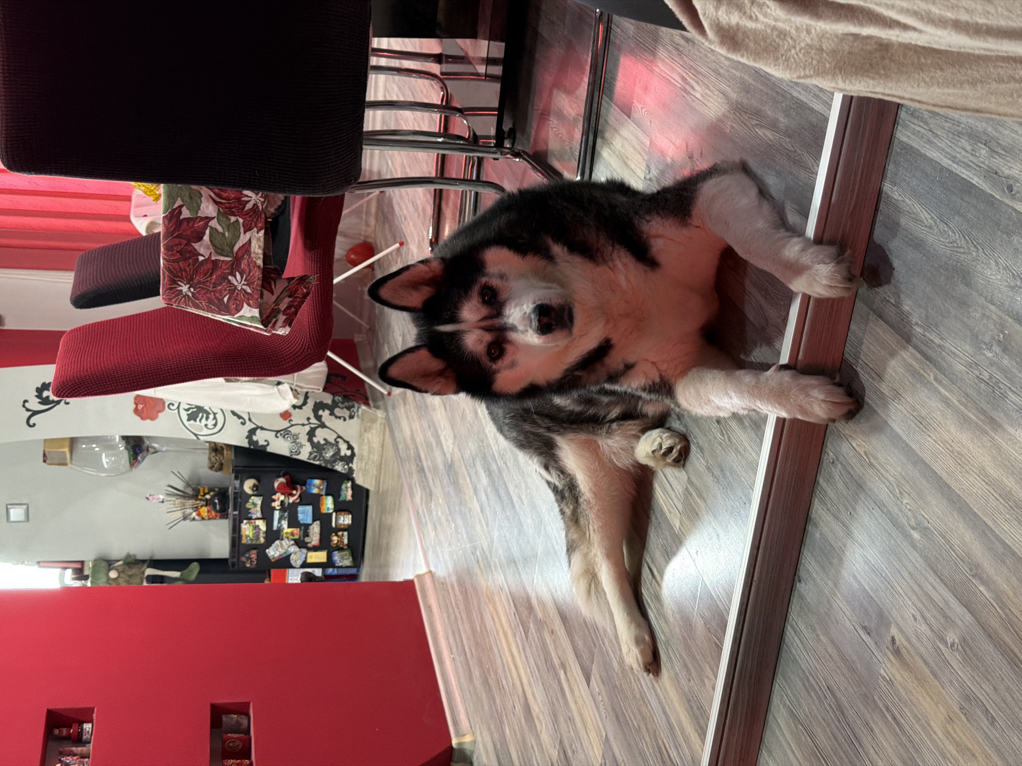 A husky dog lies on a wooden floor indoors. The dog is predominantly white and black. A burgundy and black chair is visible to the left. A beige blanket or covering is located to the right. In the background, a red wall is visible, adorned with shelves containing various items. A refrigerator covered in decorative magnets is present in the background. The scene appears to be inside a home. Burgas, Bulgaria, is not discernible from the visual data.