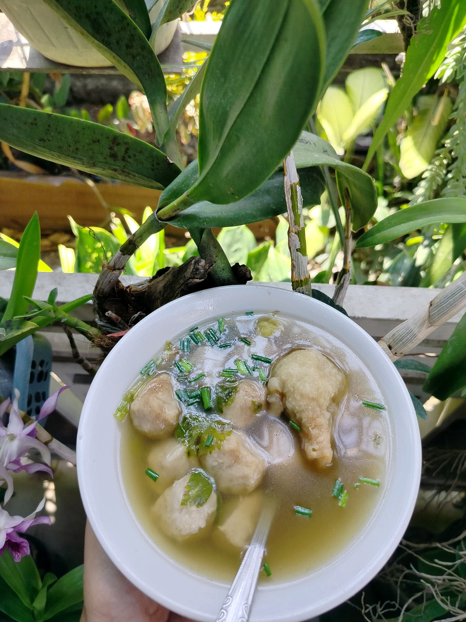 A close-up shot shows a white bowl of bakso, a traditional Indonesian meatball soup, held by a person's hand. The soup is clear and light brown, filled with several large, round meatballs and chopped green onions. A spoon with a patterned handle is partially submerged in the soup. The bowl is placed in front of a lush green plant with broad leaves, possibly an orchid, and some delicate purple flowers are visible to the left. The background is blurred, suggesting an outdoor setting with natural light, possibly a garden in Beloh, Indonesia.