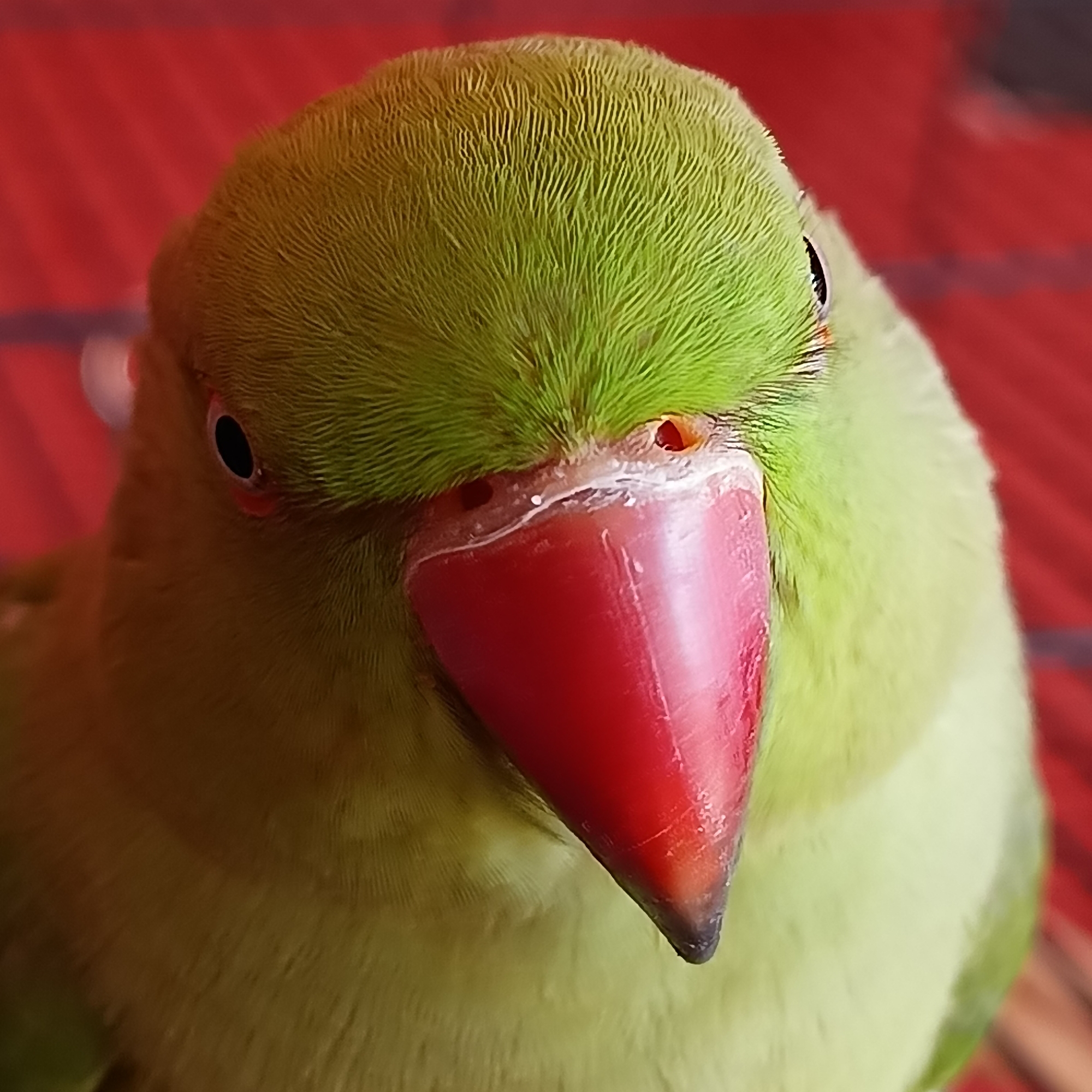 This media file is a close-up, head-on shot of a light green parrot, likely an Indian Ringneck Parakeet due to its beak color. The parrot's head fills most of the frame, with its bright red, curved beak prominently featured in the center. Its eyes are dark and round. The texture of the parrot's feathers is visible, with fine, parallel lines creating a soft appearance on its head and body.
The background is a blurred red surface, possibly a patterned cloth or a textured wall, with some darker lines running horizontally. The lighting appears to be natural and bright, suggesting it was taken during the daytime. There is no discernible text in the image. The parrot's direct gaze towards the camera gives it an alert and engaging presence. The overall impression is one of a clear, detailed portrait of a bird.