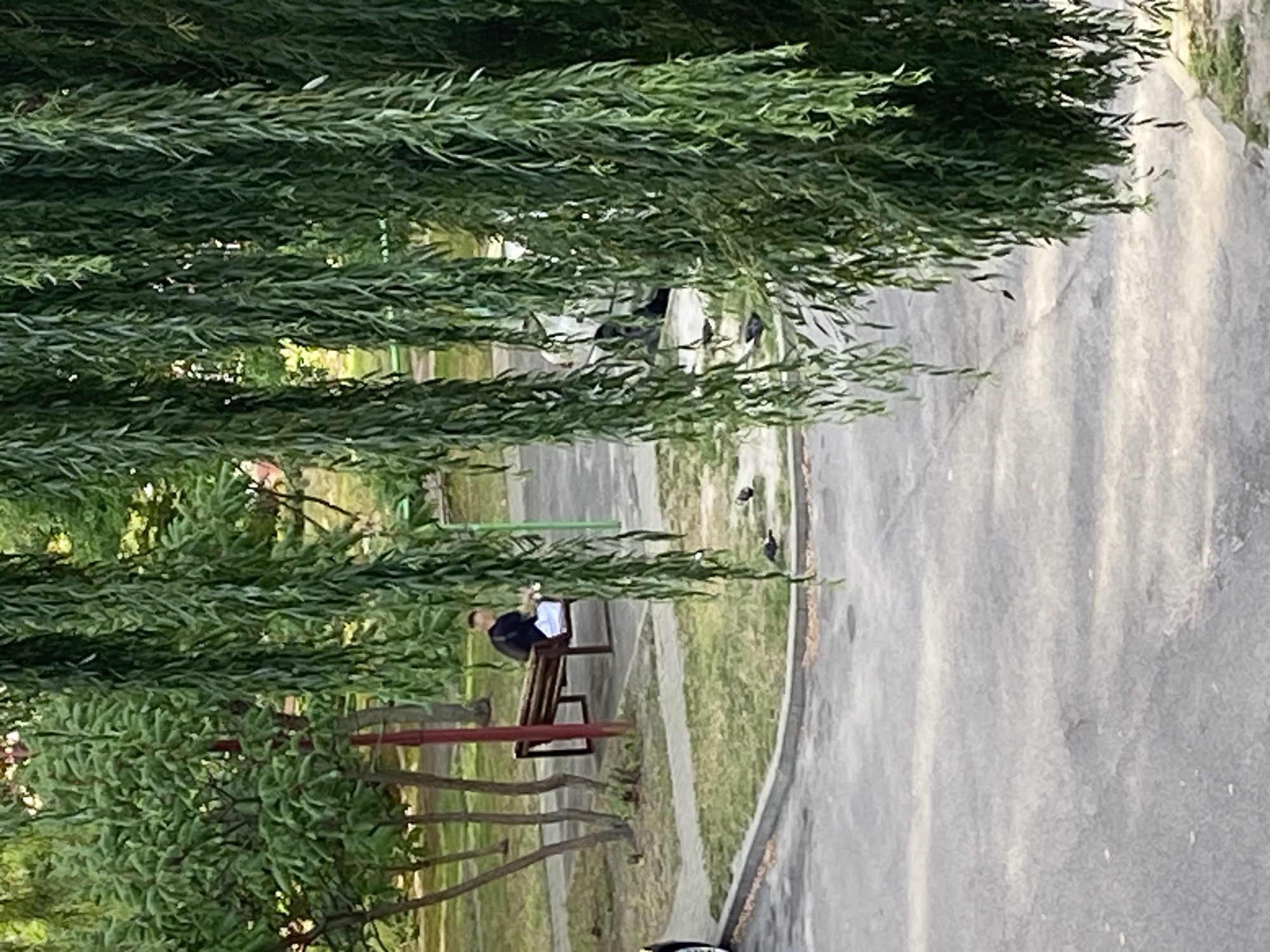 A person is sitting on a bench in a park in Brest, Belarus. The person is wearing a black shirt and white pants, and is holding a white object. There are trees and grass in the park, and a road in the foreground. The image is taken from a high angle, looking down on the park. The weather appears to be overcast.