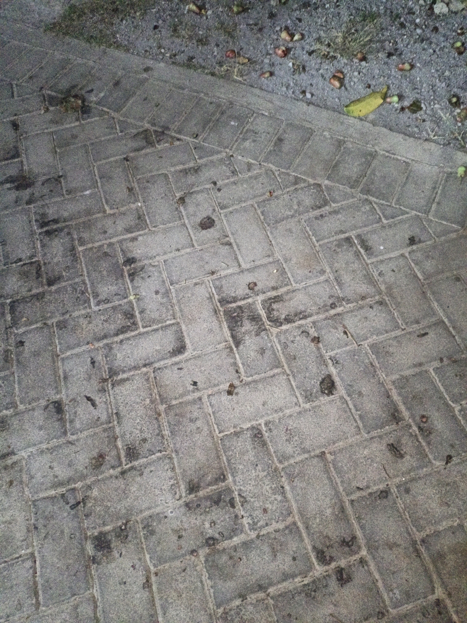 A low-angle, wide shot shows a section of a grey brick pathway with a herringbone pattern. The pathway is speckled with dark debris and dirt. To the upper left of the pathway, a patch of dry, brown grass and grey gravel is visible. Scattered across the gravel are various small, reddish-brown objects, possibly fallen fruit or seeds. A bright yellow banana peel is lying on the gravel near the edge of the pathway. The overall scene is outdoor and appears to be part of a public space. The location in Cikal, Indonesia is not discernible from the image.