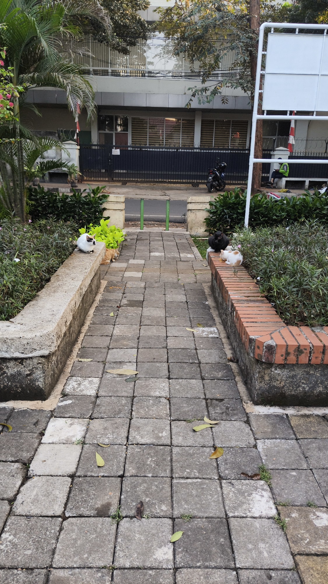 In the city of South Jakarta, Indonesia, a paved walkway made of gray concrete squares leads away from the viewer, flanked by planters. The walkway is lined on the left by a low, rough concrete planter wall and on the right by a low brick planter wall. Several cats are present: a white and black cat is perched on the concrete wall on the left, an orange tabby cat is sitting on the walkway near the concrete wall, and on the brick wall on the right, a black cat is sitting, and a white cat with orange spots is lying down. The walkway leads towards a building with a dark fence and windows, with foliage and trees in the foreground and background. A motorcycle is parked near the fence.