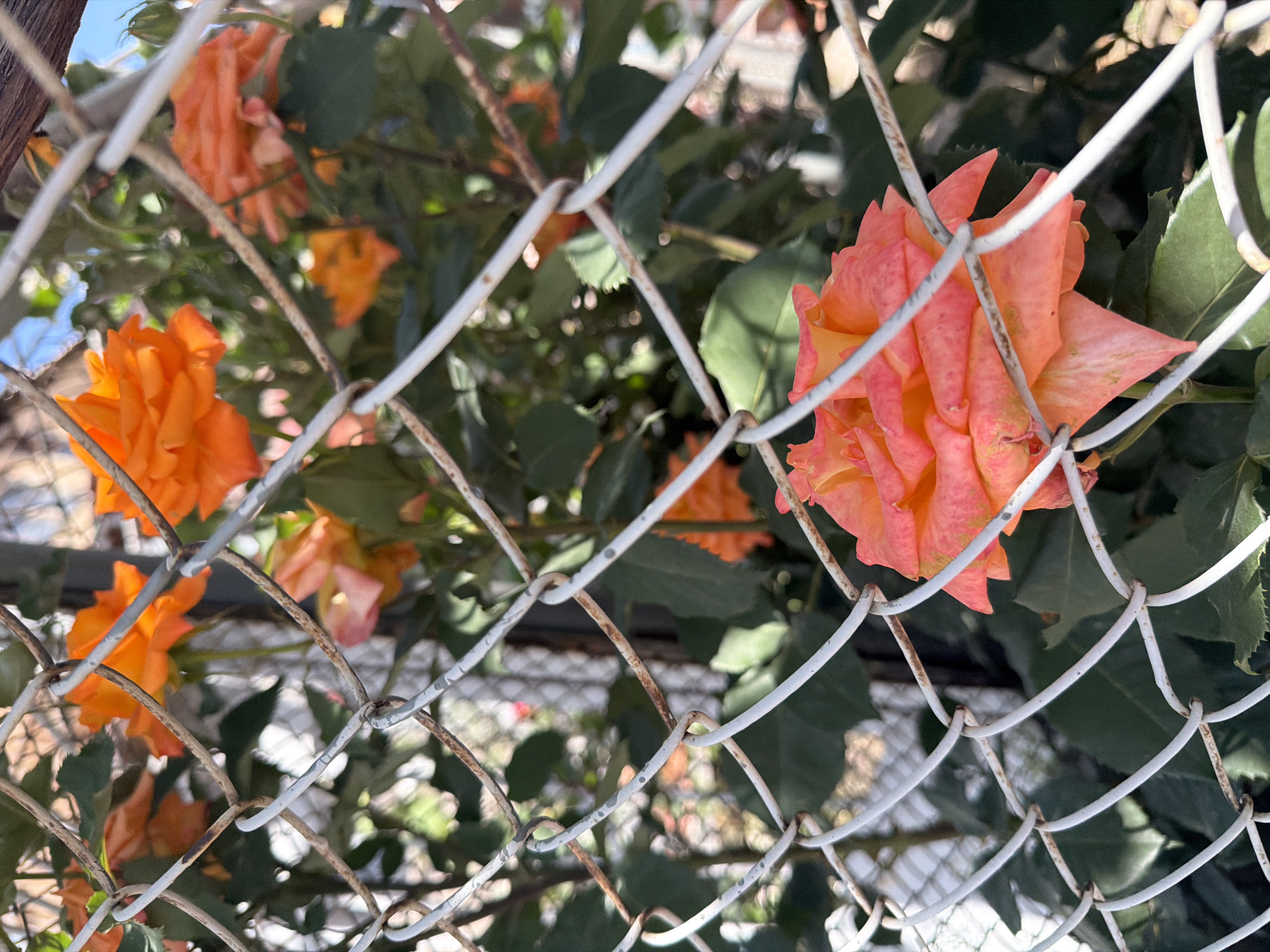 This close-up, slightly angled photograph showcases vibrant orange and peach-colored roses growing through and behind a white chain-link fence. The fence, positioned prominently in the foreground and mid-ground, displays signs of rust in various sections, creating a textured, intersecting pattern across the frame.
A large, detailed rose dominates the right side of the image, exhibiting petals that transition from a rich orange-peach hue at its center to lighter, almost pinkish edges. Other roses, in bright orange tones, are visible in the blurred background and to the left, nestled among abundant green foliage. The background features softly diffused greenery, indicating a shallow depth of field that emphasizes the flowers and the fence.
The scene is brightly lit by natural sunlight, suggesting a clear daytime setting, which enhances the vivid colors of the roses and the surrounding leaves. No specific human activity or event is depicted, focusing instead on the natural beauty of the flowers. No visible text is present. The setting, as provided, is Yerevan, Armenia.