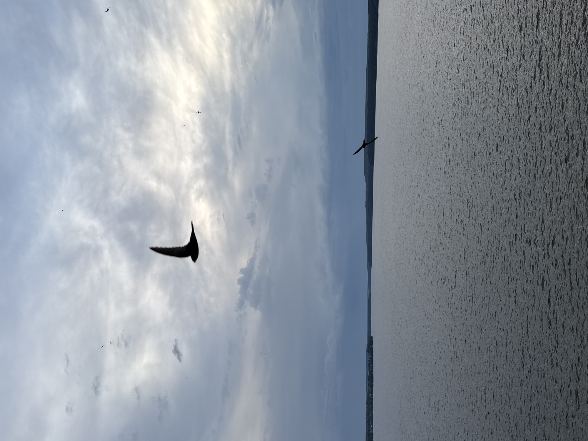 The image depicts a cloudy sky over a body of water, likely a river or lake, with several birds in flight. Two birds are prominently silhouetted against the sky and water, while smaller birds are visible at a distance. The water has a textured surface, indicating either ripples or waves. The photograph is taken at an angle, giving the impression that the horizon is tilted. The location is potentially Votkinsk, Russia, though specifics related to Votkinsk cannot be extracted from this image.