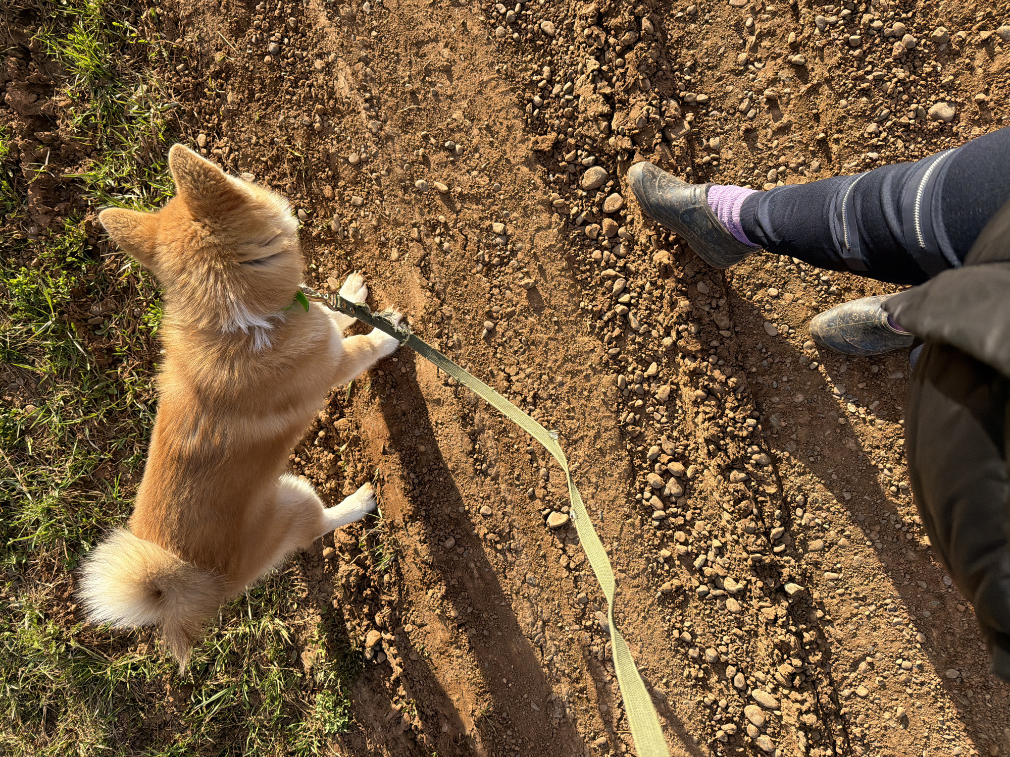 A medium shot captures a red-haired dog with white paws and a fluffy tail on a green leash, standing on a dirt surface. The ground is composed of dirt, rocks, and patches of green grass. Next to the dog is a person wearing black pants, lavender socks, and black shoes. The person also wears a black jacket. The image was taken during the daytime in Заболотово, Russia.