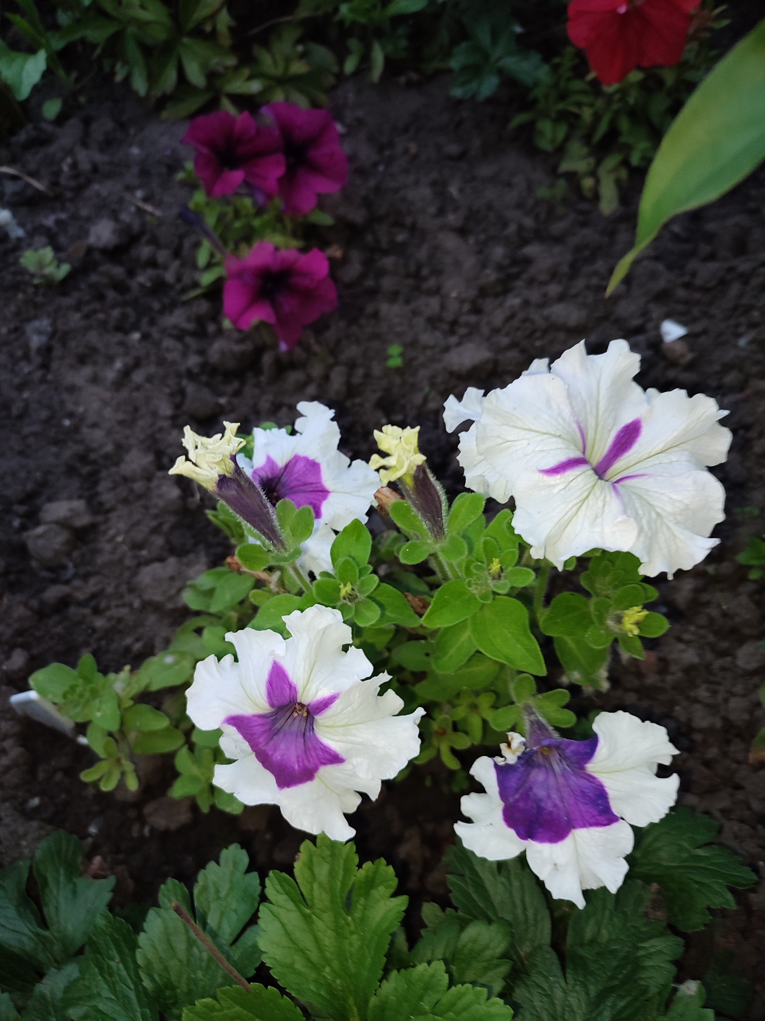 A close-up, high-angle shot captures a cluster of petunia flowers in a garden setting. The primary subjects are several petunia blooms, predominantly white with striking purple centers and streaks extending along the petals. Some of the flowers are in full bloom, showcasing their ruffled edges, while others appear to be in earlier stages of development with closed buds. A few deep purple petunia flowers are visible in the background, slightly out of focus, and a hint of a red flower can be seen at the top right corner. The petunias are planted in dark, rich soil, with some green foliage and leaves interspersed throughout the frame. The lighting suggests it might be daytime, possibly late afternoon or early morning, given the soft light and shadows. The overall mood is serene and natural, highlighting the beauty of the flowers in their garden environment. There is no visible text in the image. The location context is Shyshaky, Ukraine.
