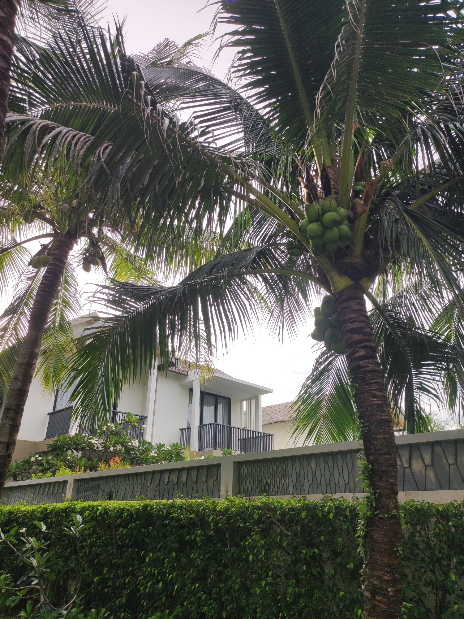 This image captures a cluster of coconut trees laden with green coconuts in front of a modern white building with balconies, situated in Phú Quốc, Vietnam. The foreground is dominated by lush green foliage, likely a manicured hedge. Behind the hedge is a decorative grey stone wall. The coconut trees, with their fronds obscuring parts of the sky and the building, create a tropical atmosphere. The building appears to be a resort or residential property, characterized by its clean lines and multiple balconies. The sky is overcast, suggesting a cloudy or late afternoon lighting condition. No people are visible in the scene.