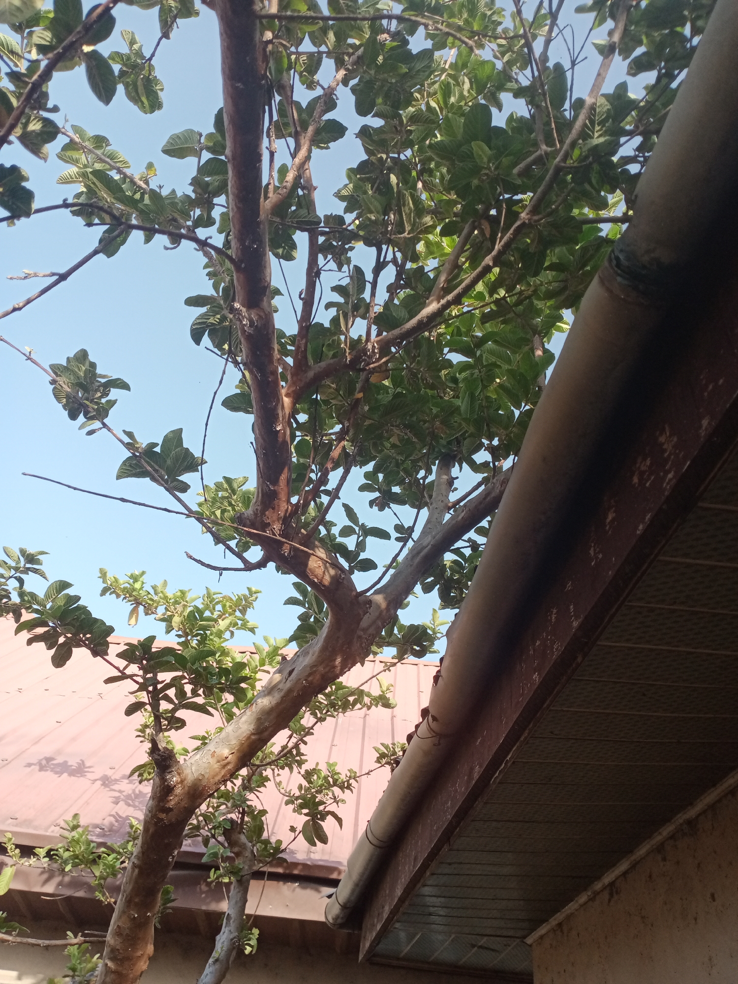 The media file depicts an outdoor scene, looking upwards towards a tree with green leaves against a clear blue sky. A portion of a brown, weathered roofline with a gutter is visible in the foreground, running diagonally across the right side of the frame. The tree has a thick, textured trunk and branches, with clusters of leaves and some smaller branches extending upwards. Below the tree and roofline, a reddish-brown corrugated roof is partially visible, suggesting a building. The lighting indicates it is daytime, likely morning or afternoon, with a bright sky suggesting fair weather. The scene appears to be in a residential or semi-urban setting, given the presence of the building structures. No people or specific activities are depicted. The overall impression is a snapshot of a natural element (the tree) juxtaposed with man-made structures. The location context is Jalingo, Nigeria.