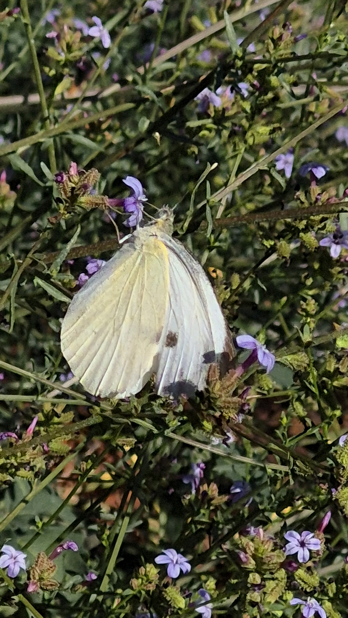 A white and yellow butterfly rests on a bush with small purple flowers. The butterfly's wings are mostly white with some yellowing on the upper left wing and several dark spots on the right wing. The butterfly is positioned in the center of the frame, facing to the right. The bush is dense with green foliage and thin, brown stems, interspersed with numerous tiny purple flowers. The background is a blurred mix of green and brown, suggesting a natural outdoor environment. The lighting appears to be natural, with some shadows indicating it might be late afternoon or early morning.
