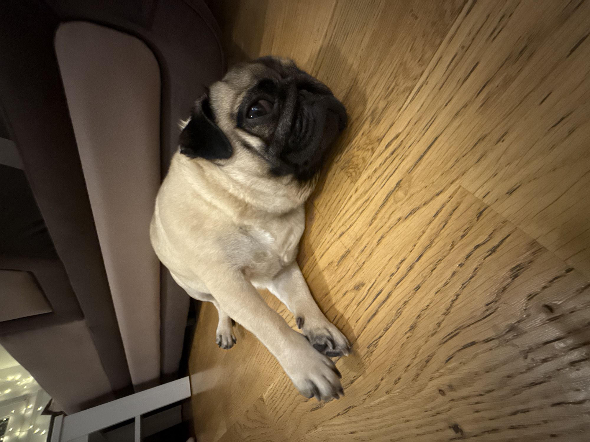 A fawn-colored pug is lying on a light brown hardwood floor with its body extended to the left and its head turned to the right, looking towards the camera. The pug's front legs are crossed in front of its chest. In the background, a sectional couch with dark brown and light beige cushions is visible. To the left of the couch, a white shelf unit with some lights strung across it can be seen. The scene appears to be indoors, in a residential setting.