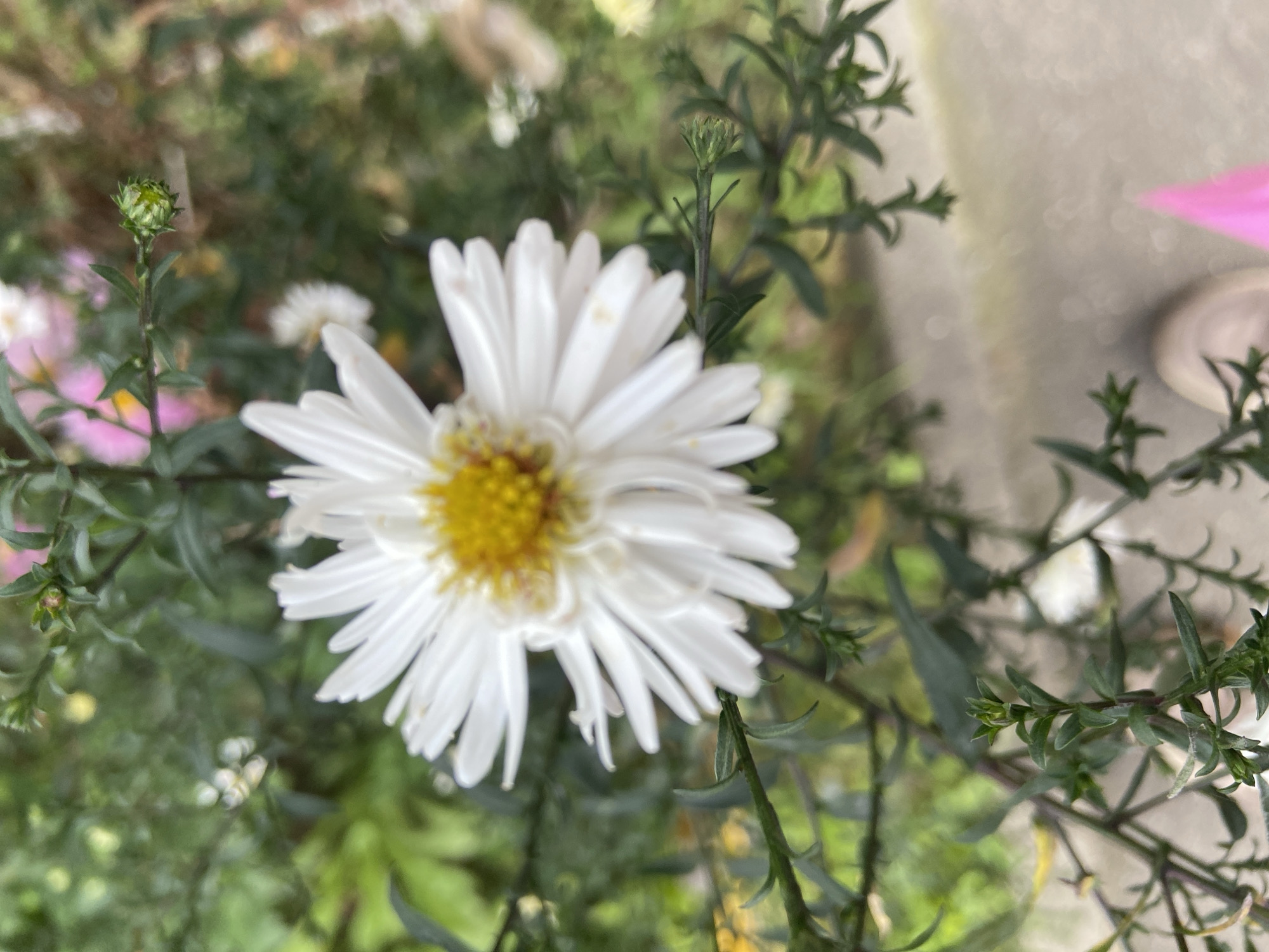 A close-up shot of a white aster flower with a yellow center, blooming outdoors. The flower's petals are thin and pointed, radiating outwards. The background is a blur of green foliage, suggesting a garden or natural setting. A small green bud is visible on a stem to the left of the flower. The lower right corner shows a person's foot in a light-colored shoe and a pink object, possibly a bag or a piece of clothing. The overall lighting suggests daylight. The specific location of Balashikha, Russia, cannot be determined from the visual information provided in the image.