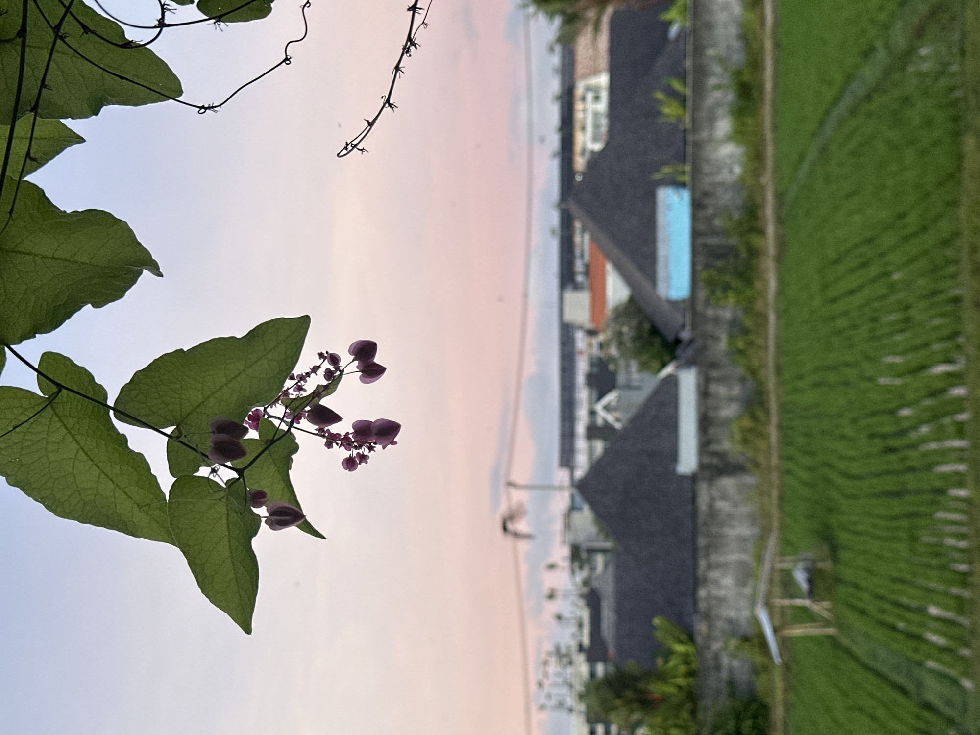 The image captures a rural scene in North Kuta, Indonesia, during a twilight hour. In the foreground, a vine with heart-shaped, dark pink flowers and large green leaves hangs from the top edge of the frame. The background is softly blurred, showing a landscape with rows of green crops, possibly rice paddies, extending into the distance. A small, rustic wooden structure with a thatched roof sits in the field. Beyond the crops and a gray stone wall, a collection of buildings with dark, sloped roofs and some with lighter-colored walls are visible, suggesting a residential area. The sky above is a gradient of pale blue to soft pink, indicating either sunrise or sunset. The overall atmosphere is serene and tranquil.