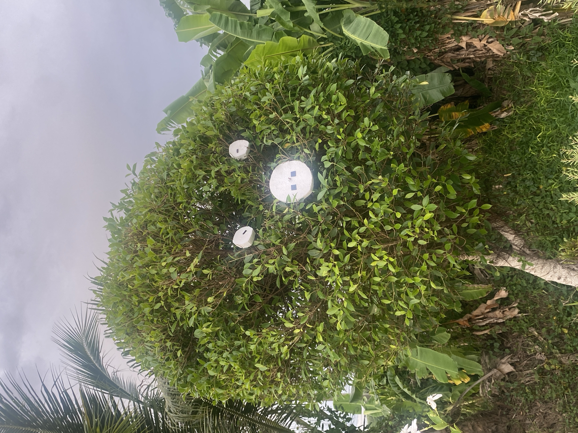 The image shows a tree in Choeng Thale, Thailand. The tree has round, white objects attached to its branches. The background includes other trees, foliage, and a cloudy sky.