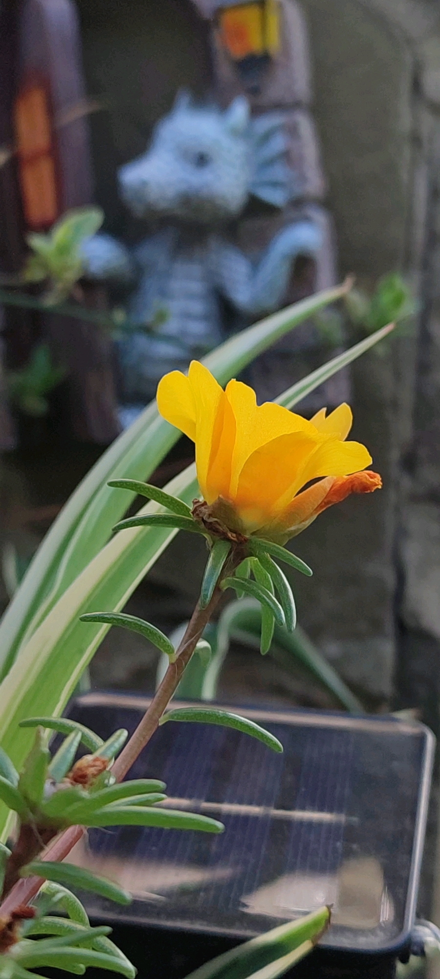 A close-up, vertical, eye-level shot focuses on a vibrant yellow flower in the foreground. The flower, with delicate, crinkled petals and a hint of orange at its tip, is in the process of blooming. It is attached to a thin, reddish-brown stem with small, green, needle-like leaves.
Behind the flower, out of focus, are several elements that suggest an outdoor garden setting. To the left, a dark, vertical object with a reddish-brown rectangular opening could be part of a birdhouse or decorative garden ornament. Next to it, a light blue garden figurine, resembling a mythical creature with a ridged neck and possibly horns, is visible. Further behind these elements, the background is a muted, textured grey, likely a wall or fence.
To the left and right of the flower are long, slender green leaves with lighter green or white stripes, indicating another type of plant. In the lower right portion of the frame, a dark, rectangular object with a reflective, patterned surface is visible. This appears to be a small solar panel.
The lighting suggests it is daytime, with natural light illuminating the scene. The overall impression is one of a small, well-maintained garden. The location in the city of Belaya Kalitva, Russia, is noted, but there are no specific visual cues within the image to confirm this precise location.