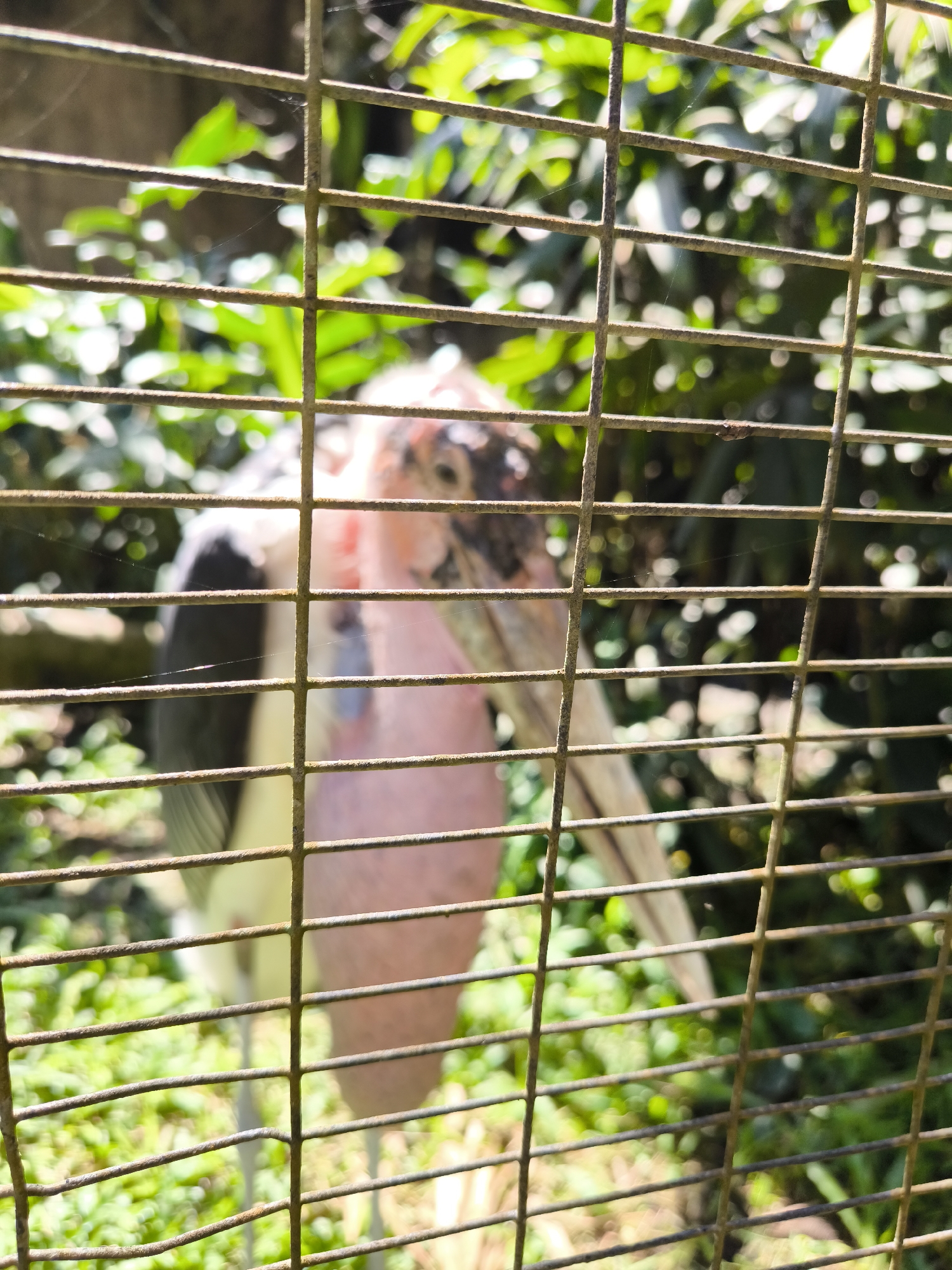 A marabou stork stands behind a rusty metal fence in an outdoor enclosure. The bird has a white body with black wing tips, a pink neck, and a large, dark beak. Its head is partially obscured by the fence, but its characteristic bald head and fleshy wattles are visible. The background consists of lush green foliage and dappled sunlight, suggesting a naturalistic habitat within a zoo or wildlife park. The fence, made of horizontal and vertical bars, is in the foreground and slightly out of focus, creating a sense of depth and separation between the viewer and the animal. The overall scene captures a moment of observation, highlighting the contrast between the wild creature and its controlled environment.