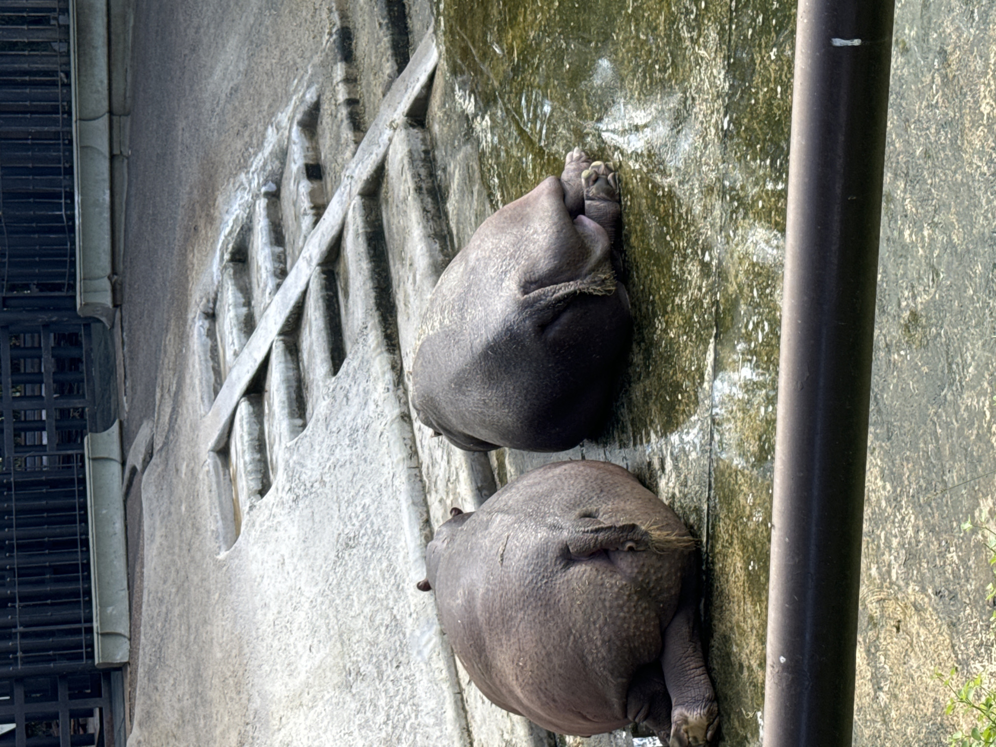 The image shows two hippopotamuses lying next to each other in what appears to be a pool or wet enclosure. Their skin is gray-brown and wrinkled. One hippo is positioned slightly above the other. The surrounding environment consists of concrete surfaces, with a visible drainage system or architectural feature to the left. A dark vertical pole is present on the right side of the frame. The location is the Buenos Aires Ecoparque in Argentina.
