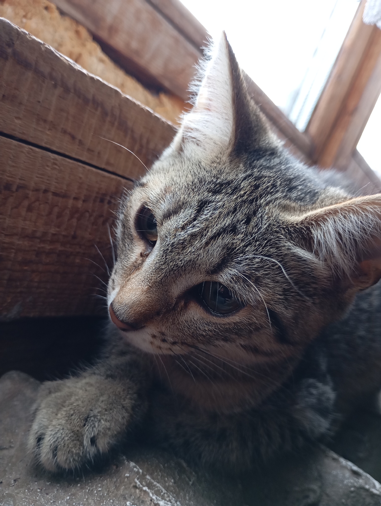 A close-up, eye-level shot shows a tabby kitten resting on a rough, gray surface. The kitten is facing to the left, with its head turned slightly upwards and to the side. Its fur is a mix of brown, black, and gray tabby markings. The kitten's left paw is visible in the foreground, resting on the gray surface. Behind the kitten, there are wooden planks, one of which is positioned horizontally above the kitten's head and another appears to be part of a structure. The background shows a blurred window with natural light filtering through. The environment appears to be outdoors, possibly in a rural or semi-urban setting like the city of Fokino, Russia, given the rustic materials and natural light.