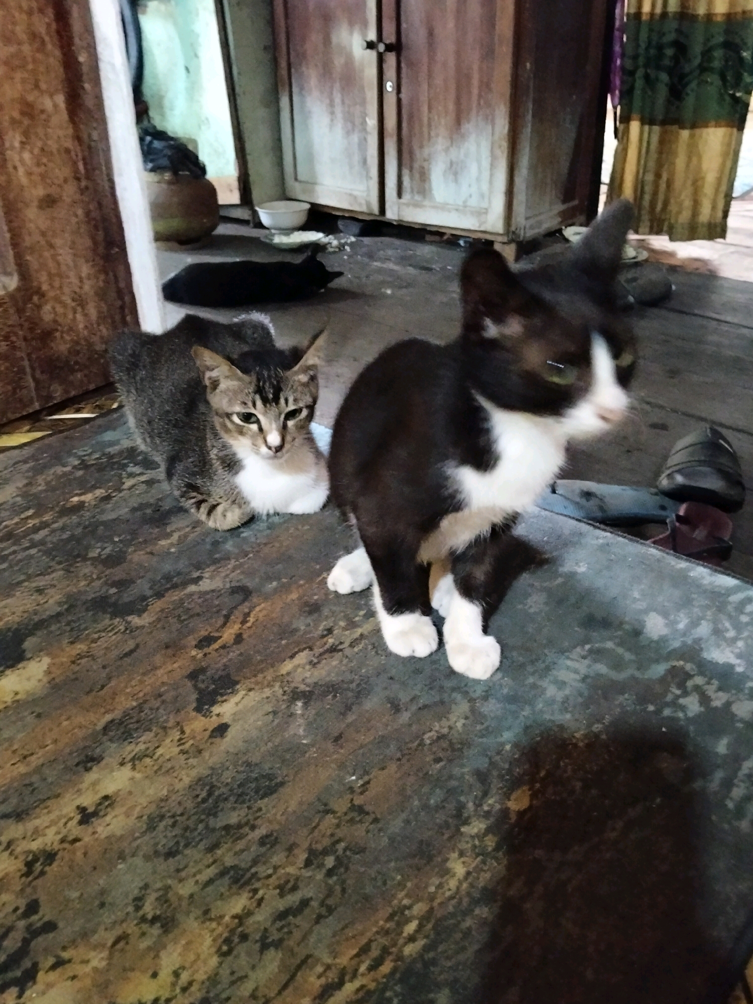 In an indoor environment, two cats are the primary subjects. A tabby cat with white markings on its chest and paws sits on a patterned surface. To its right, a black and white cat stands on all fours, facing the viewer's right. Behind the cats, wooden cabinets are visible, and to the far left, a large clay pot is present. A dark curtain hangs in the background. The scene suggests a simple, rustic setting.