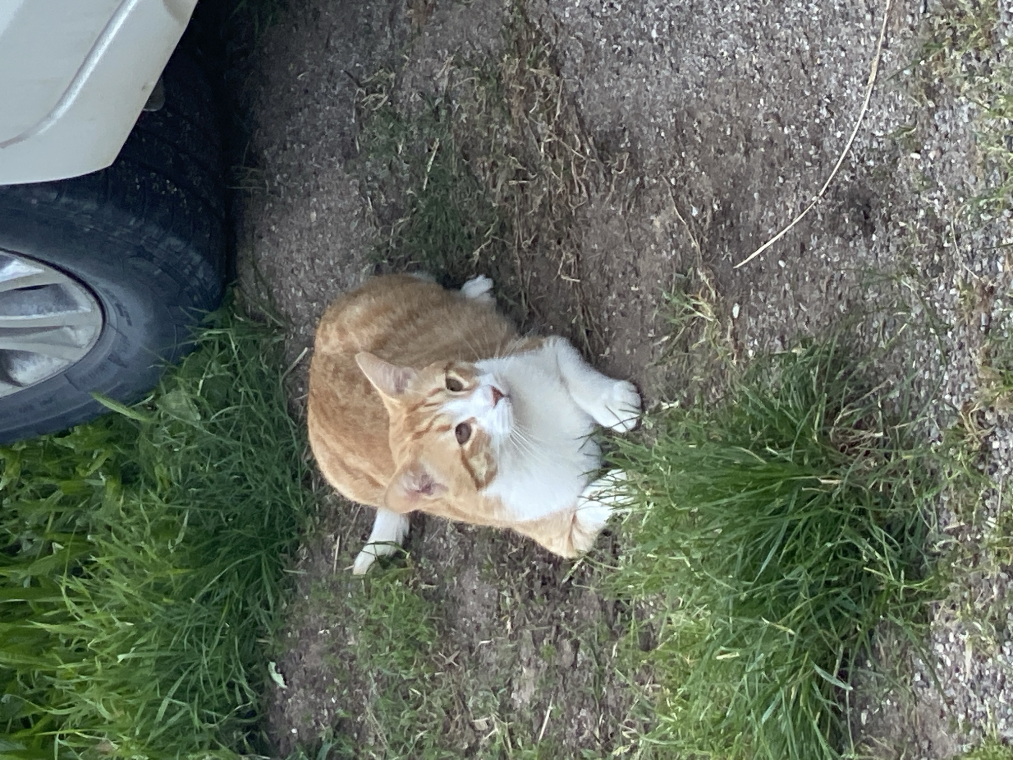 The image shows a light orange and white cat sitting on dirt and grass, next to the front tire of a light-colored vehicle. The surrounding environment consists of dirt, gravel, and patches of green grass. The location is unknown, however, is not in Budva, Montenegro as no evidence is present to suggest that.