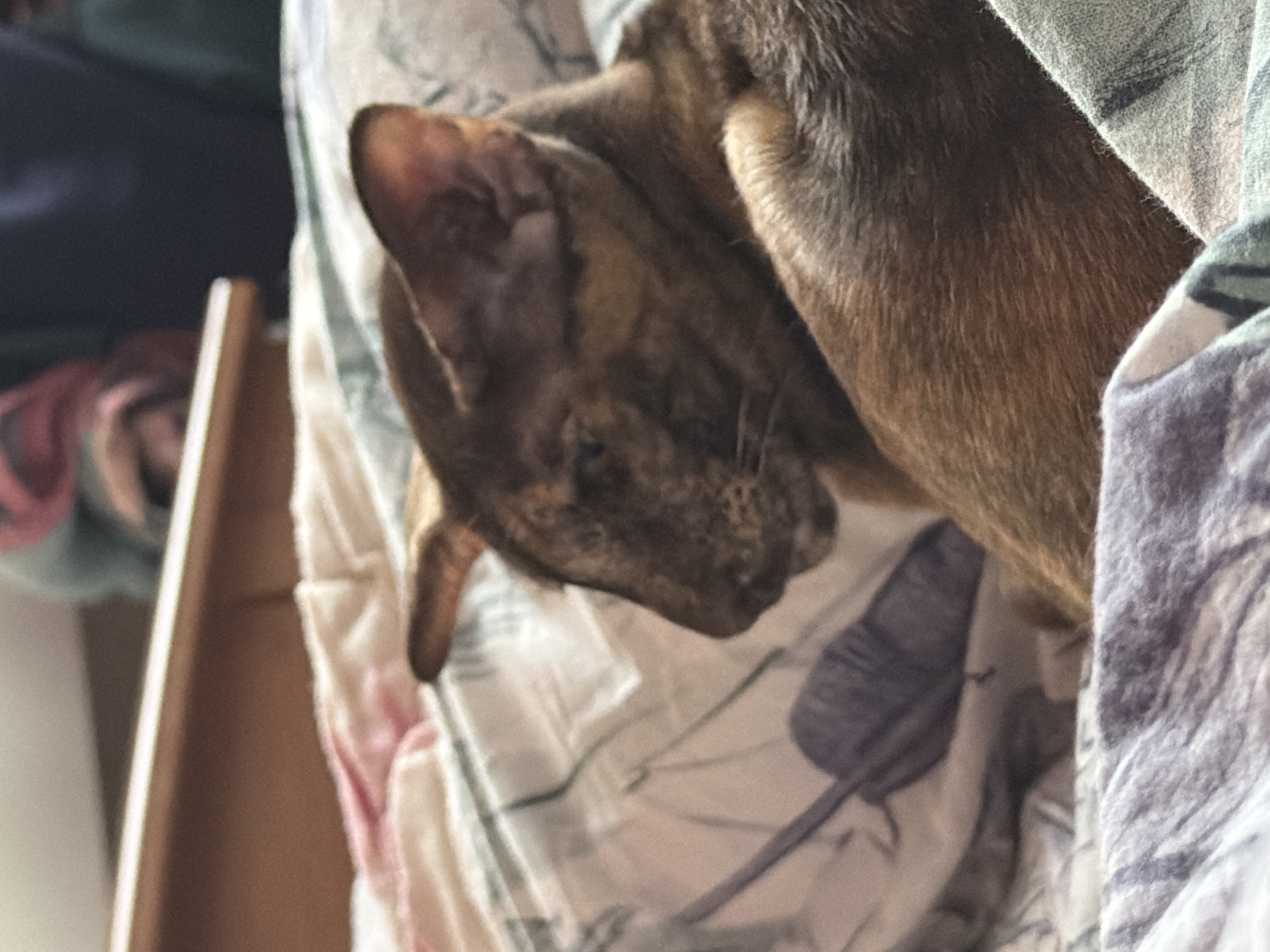 An indoor scene features a short-haired cat resting amidst various fabrics. The cat, possibly an Abyssinian, displays tabby-like markings in shades of brown and black on its head and ears, with its body fur appearing a more uniform brown. Its eyes are partially closed, indicating it is relaxed or sleeping.
The cat is nestled on what appears to be a white sheet or blanket patterned with subtle purple and grey bird illustrations. Adjacent to the cat, a grey and green plaid fabric is visible, possibly another blanket or piece of clothing. To the left, a blurry light brown wooden structure, potentially part of furniture, can be seen, with further indistinct dark shapes in the background. The lighting is soft and indirect, creating a peaceful and cozy ambiance. No visible text is present. The setting is Chaikovsky, Russia.