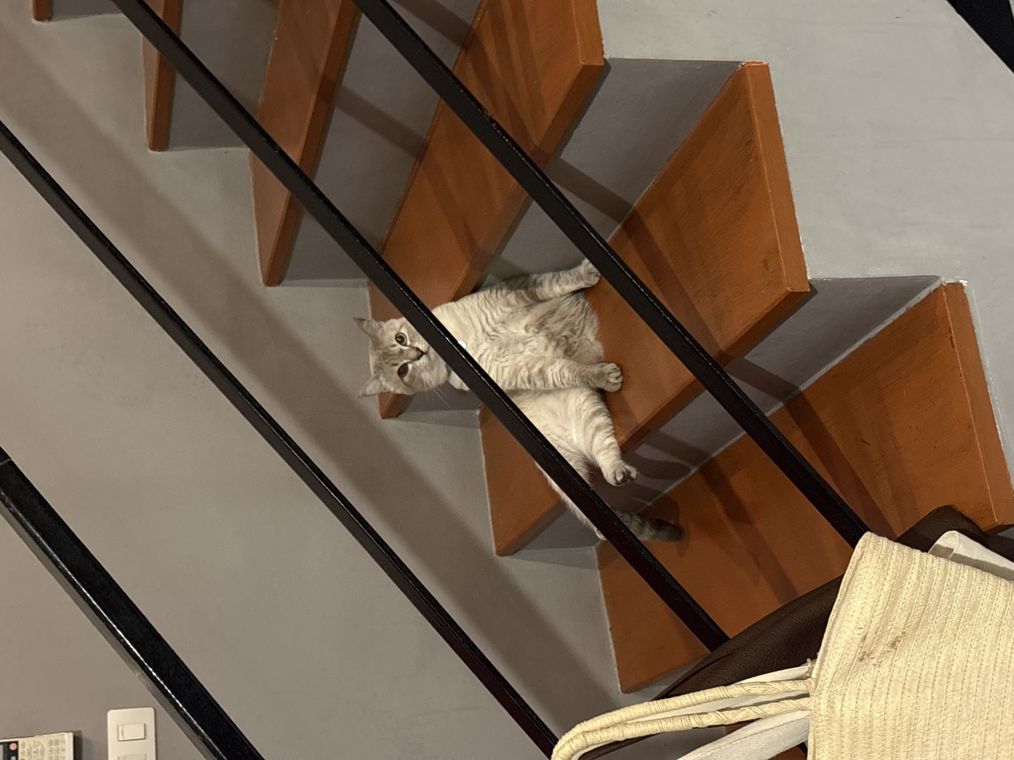 A light gray cat with tabby markings is sitting on the wooden steps of a staircase. The cat is facing the camera with its front paws extended forward. The staircase has dark gray railings and the walls are painted gray. In the foreground, a beige woven bag is visible. The scene appears to be indoors, likely in a residential setting in Choeng Thale, Thailand.