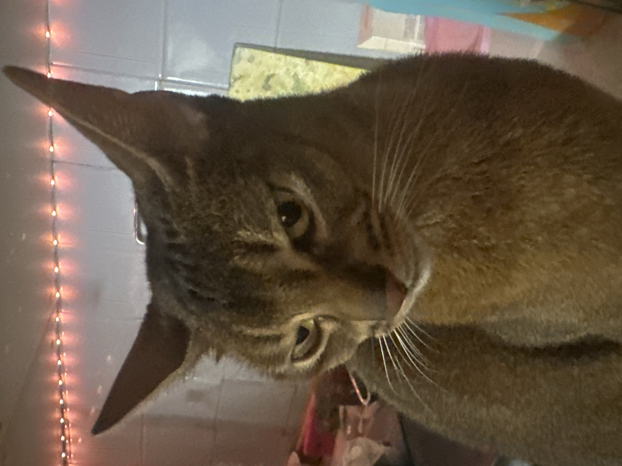 A medium-close-up, vertical photograph displays a domestic cat, characterized by short, reddish-brown agouti fur, prominent pointed ears, and amber eyes. The cat's head is positioned slightly downwards and turned to its left, with its gaze directed towards the lower-left of the frame. White whiskers are visible on its muzzle. The background is blurred, showing a horizontal string of small, warm-toned (red/orange) LED lights mounted against a light-colored, possibly tiled wall along the upper edge. To the mid-left, indistinct reddish fabric or an object is partially visible. To the mid-right, a vertical object with a yellow-green mottled surface stands alongside a light blue object and a cardboard box-like item. The scene is illuminated by ambient light and the string lights, suggesting an indoor setting. The specific location within Moscow, Russia, cannot be determined from the provided image.