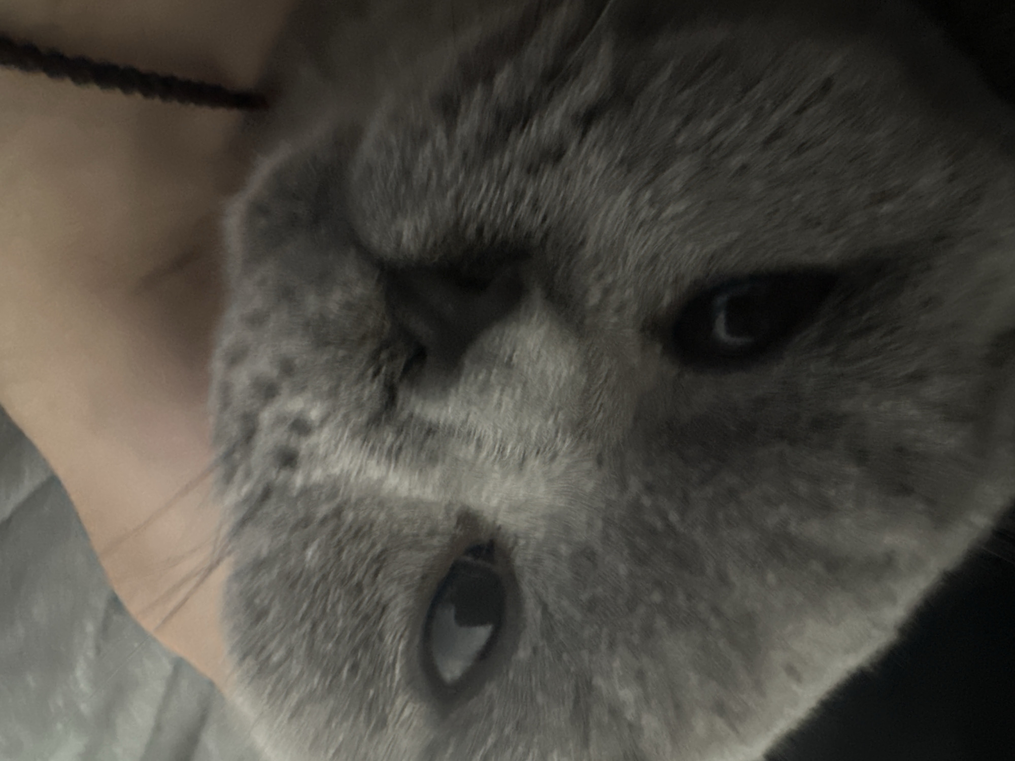 A close-up, slightly blurry photograph shows the face of a grey cat. The cat's head is tilted and positioned in the lower left of the frame. Its eyes, dark and reflective, are visible. A portion of a human hand or arm, with light skin, is visible in the upper right and right side of the image, holding the cat. A dark, braided string or cord extends horizontally from the lower right corner of the frame. The background is indistinct, appearing to be a soft, textured surface like a blanket or bedding, in shades of grey and beige. The lighting is dim and appears to be coming from above and to the left. No city or specific location can be determined from the image.