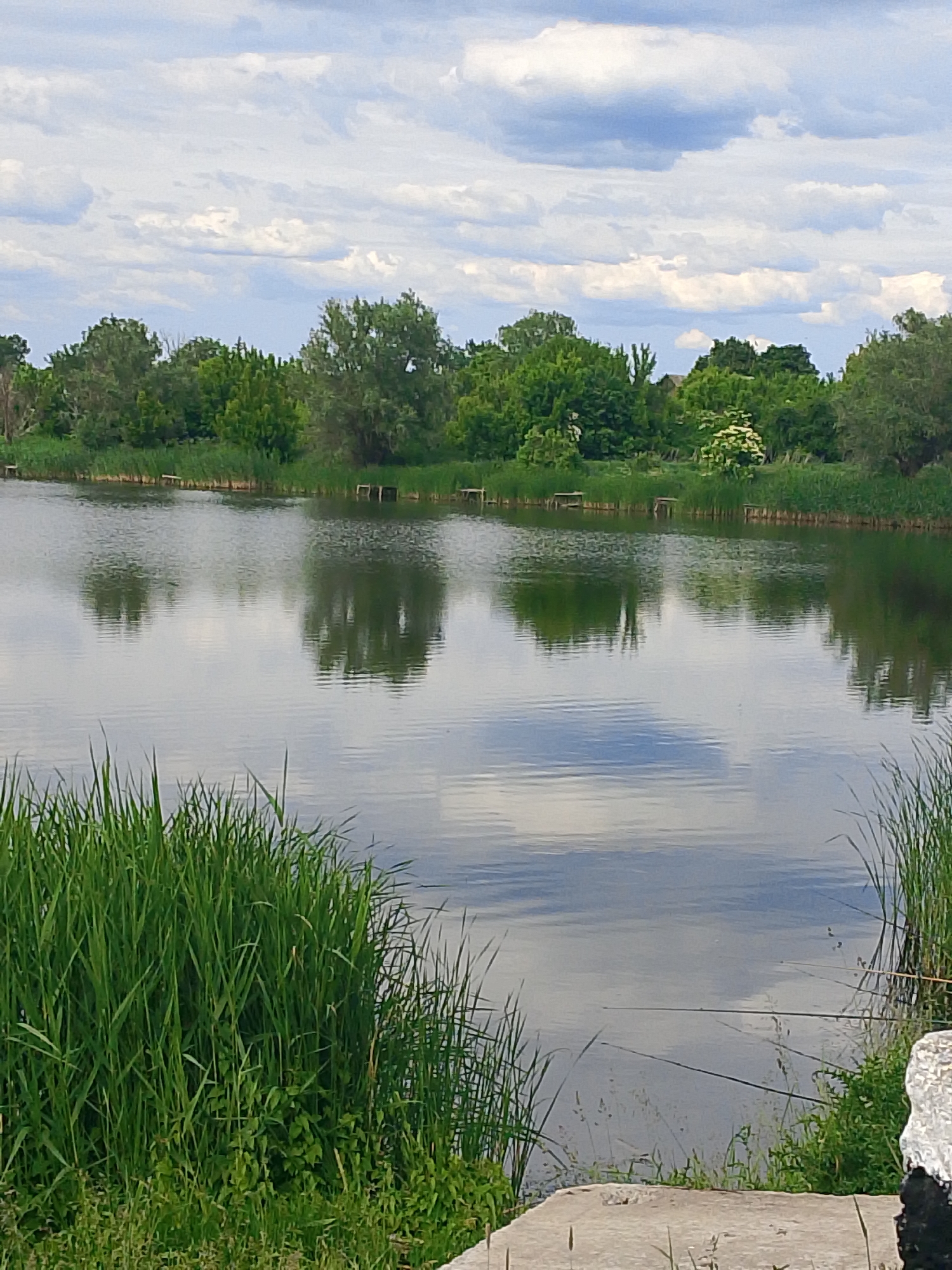 The image captures a tranquil outdoor scene featuring a calm body of water under a partly cloudy sky. The water, likely a lake or a wide river, occupies the majority of the midground and foreground, creating a clear reflection of the sky and the trees on the opposite bank.
In the foreground, vibrant green, tall grass and reeds grow densely along the immediate bank, extending from the bottom left corner. A concrete edge or path is visible in the bottom right, alongside a dark, possibly metallic, object. Several thin rods, resembling fishing poles, extend over the water from the right side, suggesting fishing activity.
The far bank is covered with a thick line of diverse green trees and bushes, some displaying lighter green or white blossoms, indicative of spring or early summer. Their reflections are distinctly mirrored in the still water. Along this bank, several small, wooden platforms or jetties are spaced out, likely serving as fishing spots or access points to the water.
The sky above is partly cloudy, with scattered white and grey clouds against a pale blue background. These cloud formations are also reflected in the water, enhancing the serene atmosphere. The scene suggests a peaceful, overcast or partly sunny daytime setting in a natural, possibly rural, environment. No visible text is present in the image.