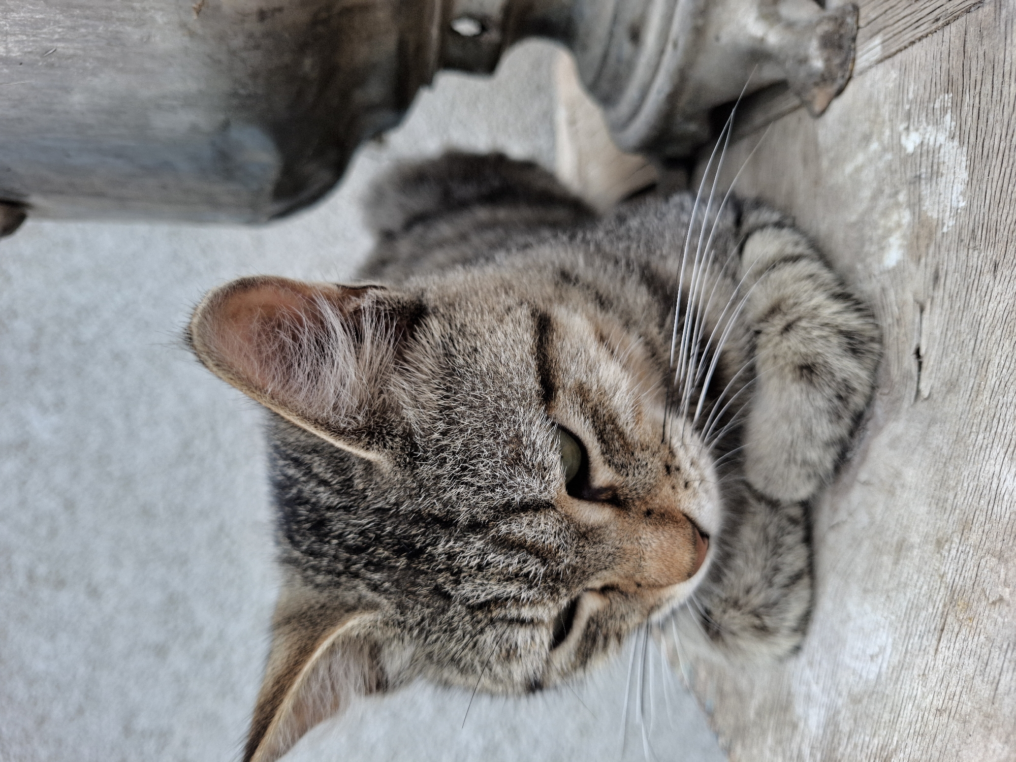 A close-up, vertical, eye-level shot captures a tabby cat with closed eyes resting on a weathered wooden surface. The cat's fur is a mix of gray, brown, and black stripes, with prominent white whiskers fanning out from its nose. Its paws are tucked neatly beneath its chest. To the right of the cat, a blurred, metallic object, possibly an antique samovar, is partially visible. The background is a textured, light gray wall. The scene appears to be outdoors, with the natural light suggesting daytime. The location is identified as Jeti-Ögüz, Kyrgyzstan.