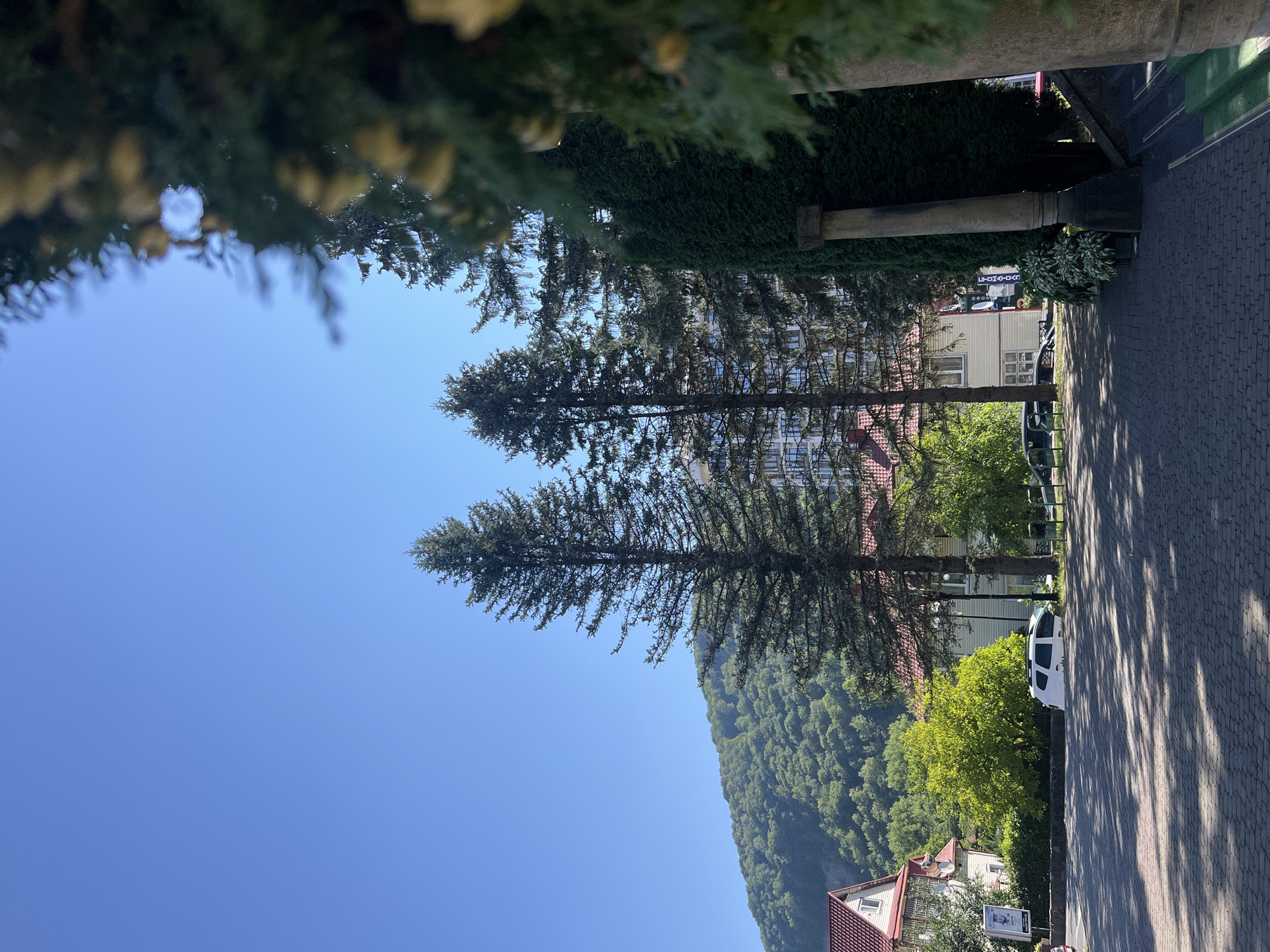 The image depicts a sunny outdoor scene in Yaremche, Ukraine. Tall coniferous trees dominate the foreground and mid-ground, with two prominent, slender fir trees standing in front of a building. The building behind the trees appears to be a multi-story structure with a light-colored facade and numerous windows. To the left, a red-roofed building with white siding is partially visible. A green, tree-covered hillside rises in the background. In the foreground, a paved area with a brick-like pattern is visible, casting shadows from the trees. A white SUV is parked on the left side of the paved area, near some greenery. The sky is a clear, bright blue. The overall scene suggests a picturesque setting, likely in a town or resort area nestled amidst natural beauty.