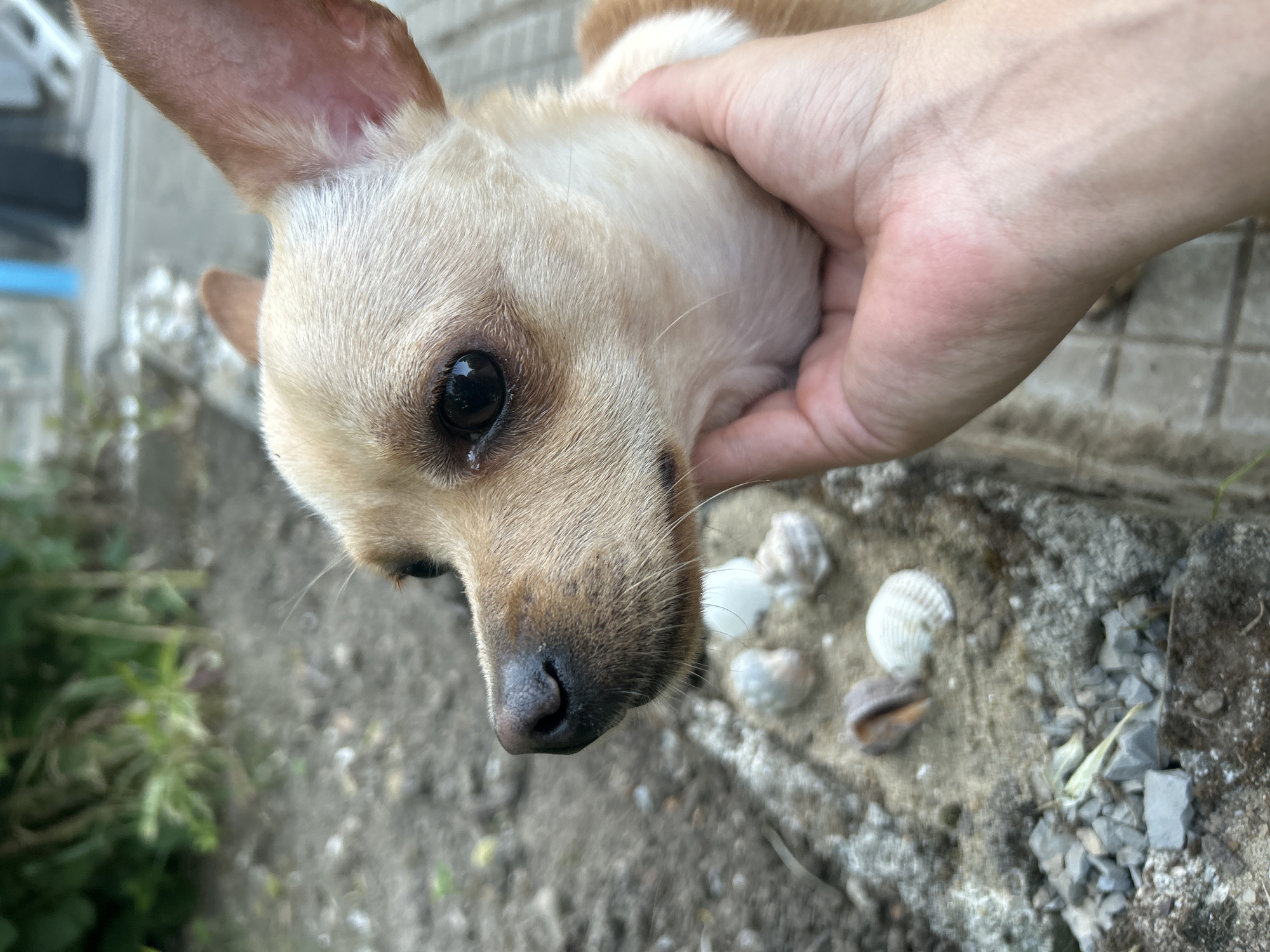 A light-colored chihuahua dog is being held by a human hand. The dog is looking to the left, with its head tilted slightly. Its ears are perked up, and its eyes are dark and shiny. The hand is gently cupping the dog's chin. In the background, there is a gray, rough surface with small gray pebbles and some seashells. Beyond that, there is out-of-focus green foliage and a hint of a tiled surface. The scene appears to be outdoors, possibly in a garden or yard. There is no identifiable location in the city of Salmanovo, Bulgaria.