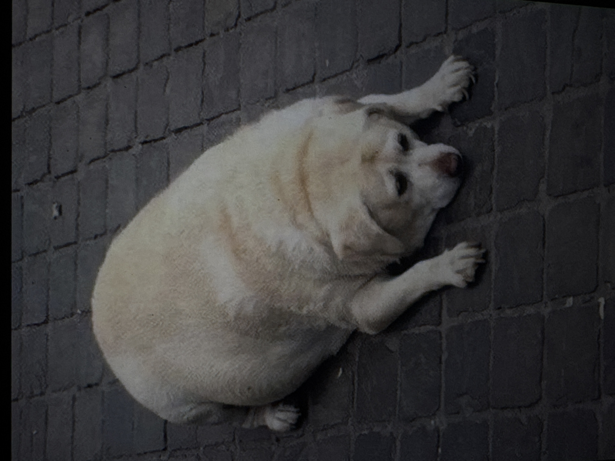A light-colored dog lies on its side on a dark, brick-paved surface. The dog is plump and appears to be resting or sleeping. Its eyes are partially closed, and its head is tilted. One of its front paws is extended forward, with its claws visible against the dark bricks. The dog's fur is short and light-colored, with some darker markings visible on its face and back. The brick pavement appears worn and uneven, suggesting an outdoor setting. The lighting in the image is somewhat dim, but it is difficult to determine the exact time of day or weather conditions. The overall impression is one of a relaxed or possibly tired animal in an urban or semi-urban environment. There are no people or text visible in the image.