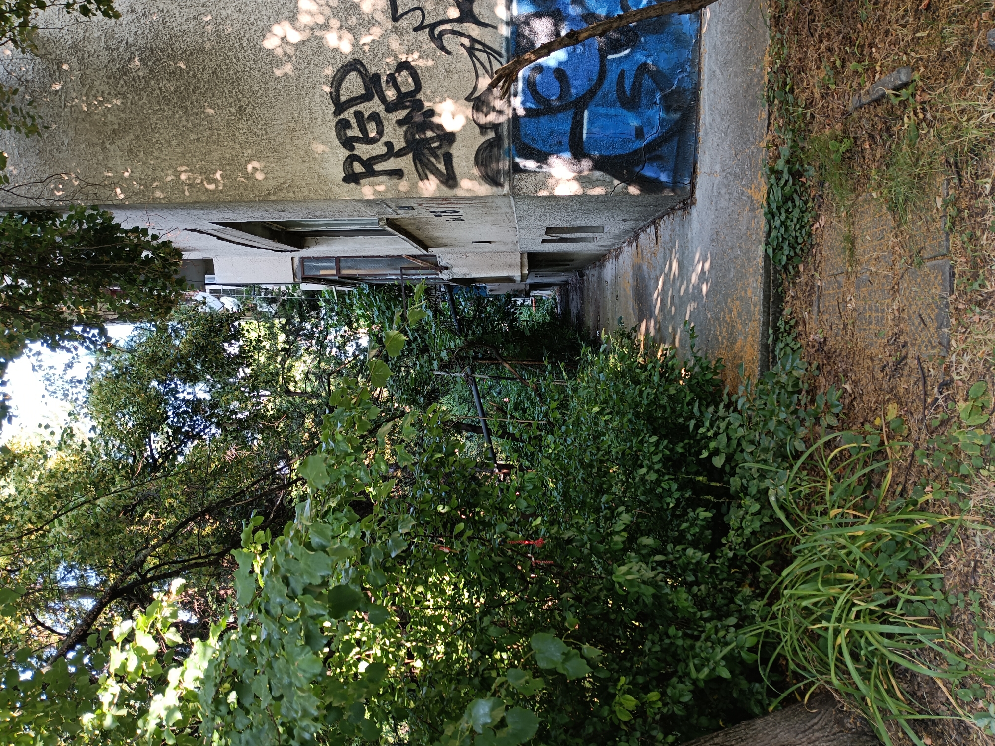 The image shows a narrow, overgrown pathway between a weathered concrete building and dense green foliage. The building has a rough, textured facade, partially covered in graffiti. Black spray paint spelling "RED" is visible on the upper wall, alongside some blue graffiti. Several windows, some with dark frames, punctuate the building's exterior. The pathway itself is paved with concrete, with patches of yellowing rust stains and weeds growing through cracks. The foliage consists of leafy green bushes and trees, some of which cast dappled shadows onto the path and building. The leaves are vibrant green, suggesting a warm season. The overall scene evokes a sense of neglect and urban decay, with nature reclaiming the man-made structures. The lighting suggests it's daytime, with sunlight filtering through the trees. The location is specified as Sofia, Bulgaria. There are no people or specific events depicted.