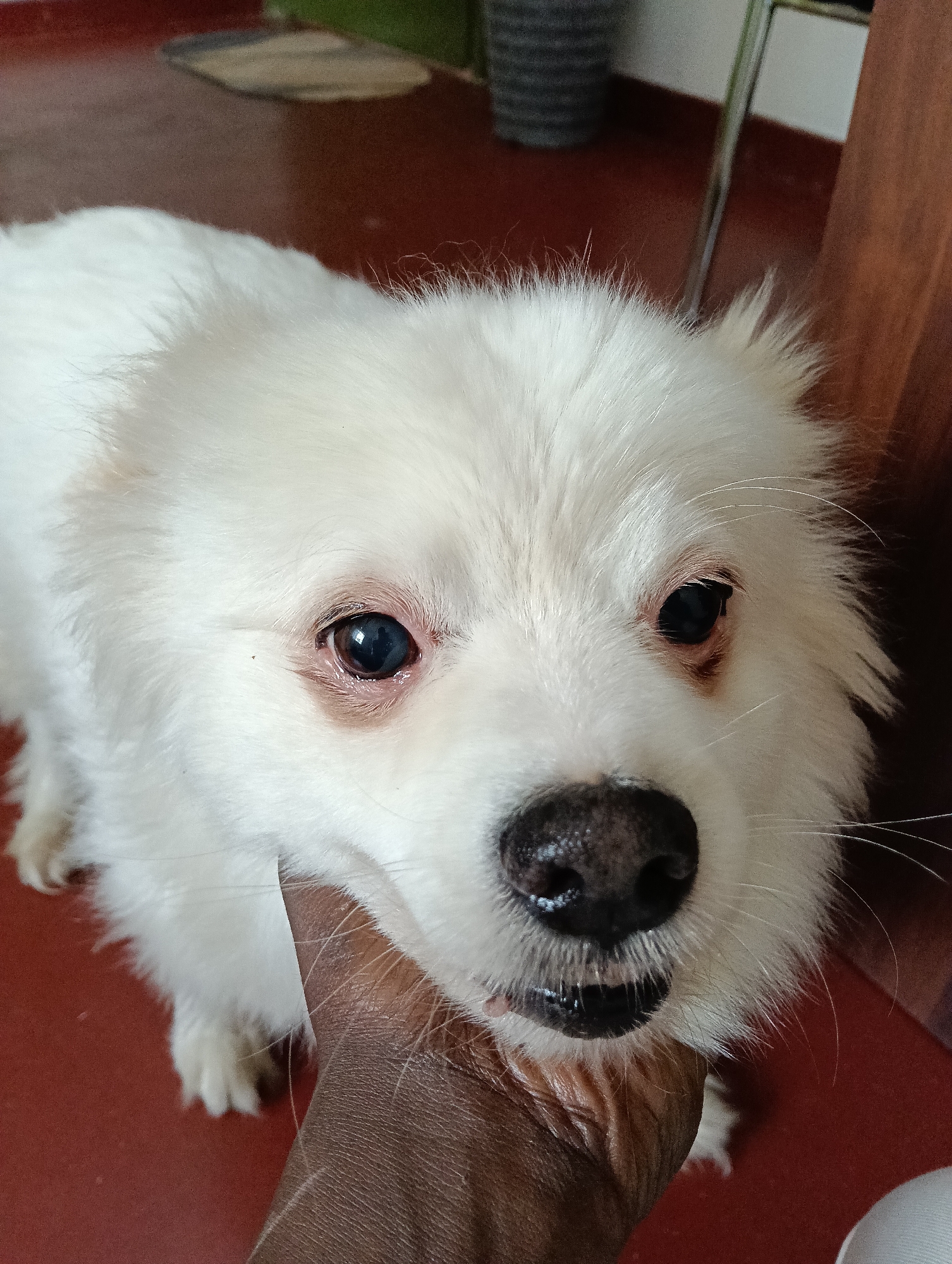 A close-up image shows a fluffy white dog, possibly a Pomeranian or similar breed, being petted. The dog's head is the primary focus, with its dark eyes, wet nose, and visible teeth. An arm and hand, appearing to be dark-skinned, are gently holding the dog's neck. The background is blurred, but parts of a room are visible, including a red floor, a plant, and a wooden object. No information is provided in the image that identifies the location in the city of Nairobi, Kenya.