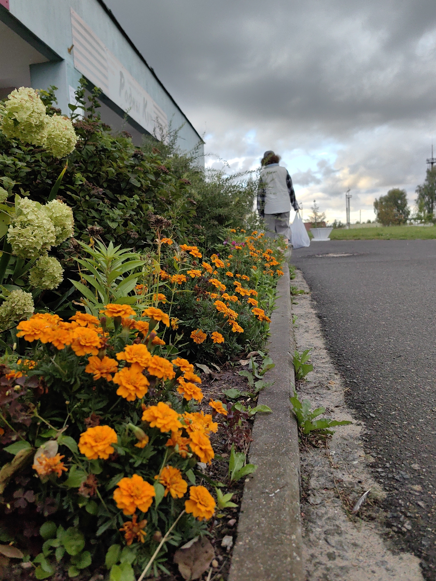 An overcast day in Myadzyel, Belarus, with a person walking away from the camera on a paved surface. The person is wearing a light-colored vest over a checkered shirt and pants, carrying a white plastic bag. In the foreground, a curb separates a bed of bright orange marigolds and light green hydrangeas from the pavement. Behind the flowers, a building with a pale blue facade and a sign with pink stripes is visible. The sky is filled with heavy gray clouds.