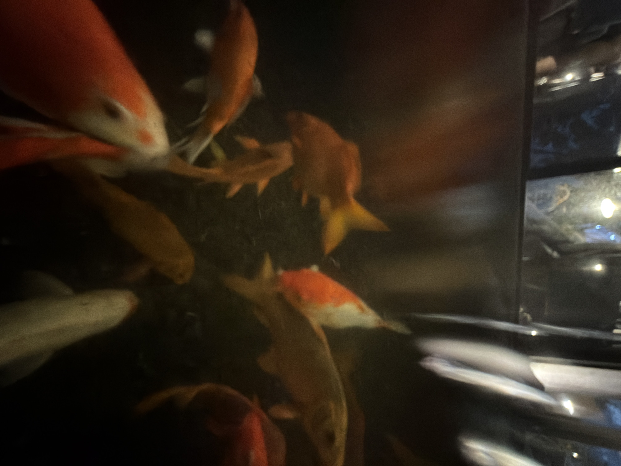 The image displays a bustling underwater scene featuring numerous fish, primarily large Koi or similar carp species, swimming in a dimly lit pond or a sizable aquarium. The fish vary in color, with prominent examples including bright orange individuals, white fish with distinct orange patches (resembling Kohaku Koi), and some in more subdued yellowish-brown tones. Their active movement is evident through noticeable motion blur across many of the subjects, suggesting a dynamic scene captured in low-light conditions.
The aquatic environment is characterized by its dark, murky water, which obscures the background and depth. On the right side of the frame, a dark, reflective vertical surface, possibly the side of a tank or a structural element, shows blurred reflections of what appear to be overhead lights, hinting at an indoor setting or an enclosed attraction. The overall lighting is dim, lending an atmospheric and somewhat mysterious quality to the scene.
There are no human subjects visible in the image, nor is any text present. The scene captures a moment of aquatic life in motion, likely within an exhibition or public attraction in Đà Nẵng, Vietnam.