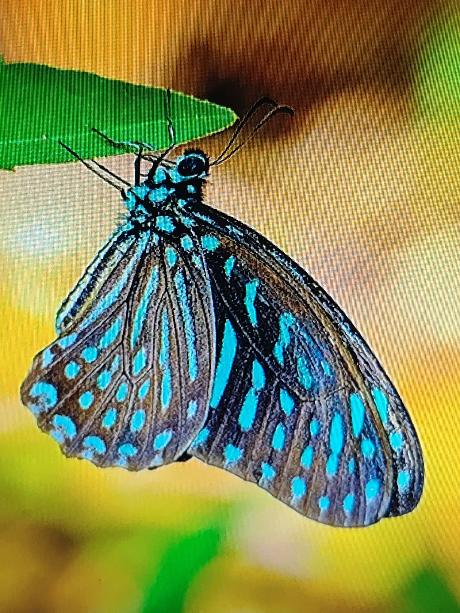A vibrant image captures a blue butterfly perched beneath a green leaf. The insect's wings display a pattern of blue spots and streaks against a dark background, while its head is marked with blue patterns. The leaf is simple and green, with the butterfly holding on. The background is blurred with hues of yellow and green. The butterfly is in its natural environment. The exact location and city are unknown.