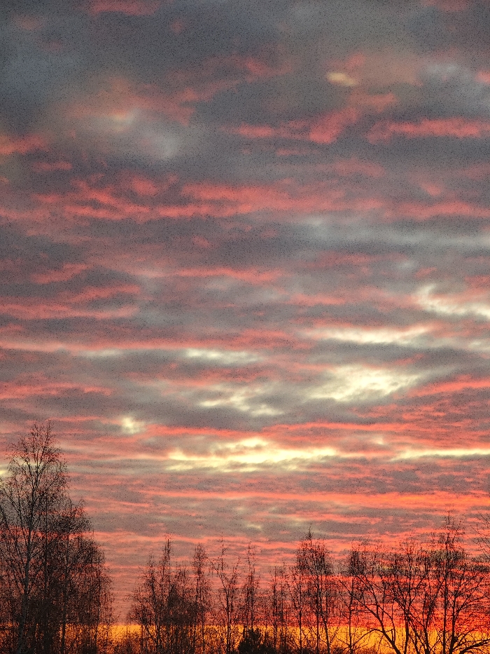 The image displays an outdoor scene depicting a sky at either sunrise or sunset over Chaikovsky, Russia. The upper two-thirds of the frame are filled with stratiform clouds arranged in distinct horizontal bands. The uppermost clouds are dark grey, transitioning downwards to prominent stripes of red-orange, pink, and pale grey or white. An intense orange and yellow light is visible along the lowest visible horizon, obscured by a natural element. The lower third of the image features the silhouetted canopies of numerous bare deciduous trees, characterized by thin branches, extending across the width of the frame against the brightly lit lower sky. No human figures, animals, or artificial structures are discernible.